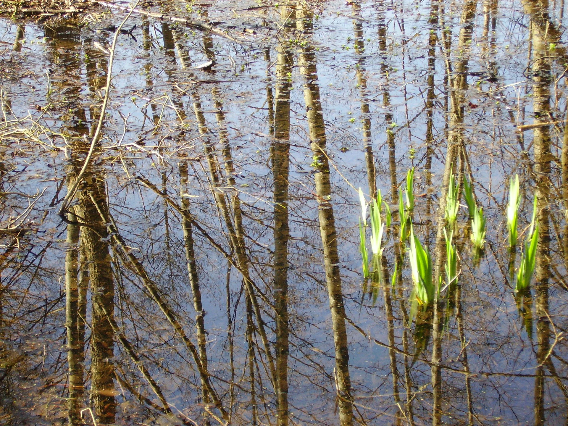 A close up view of calm marsh water reflecting thin tree trunks and bare branches, with small green aquatic plants emerging from the surface.