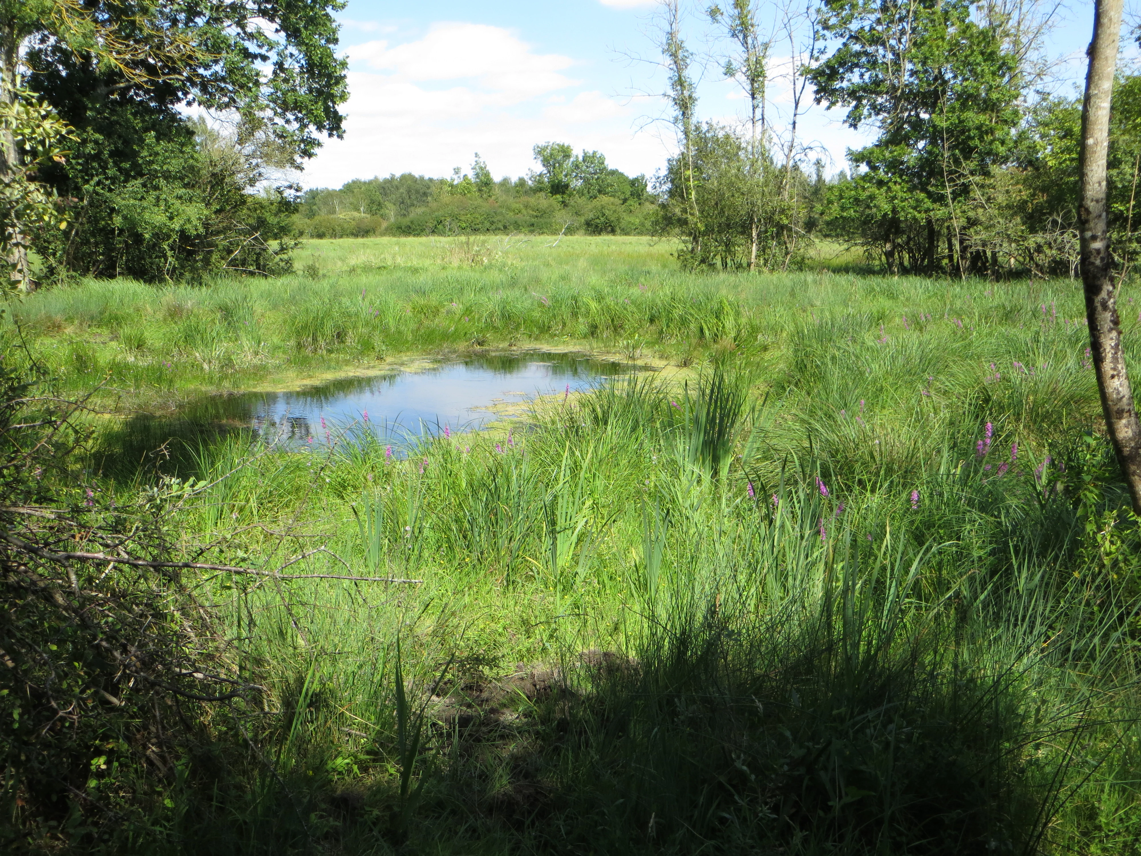 Marais de Reuves landscape