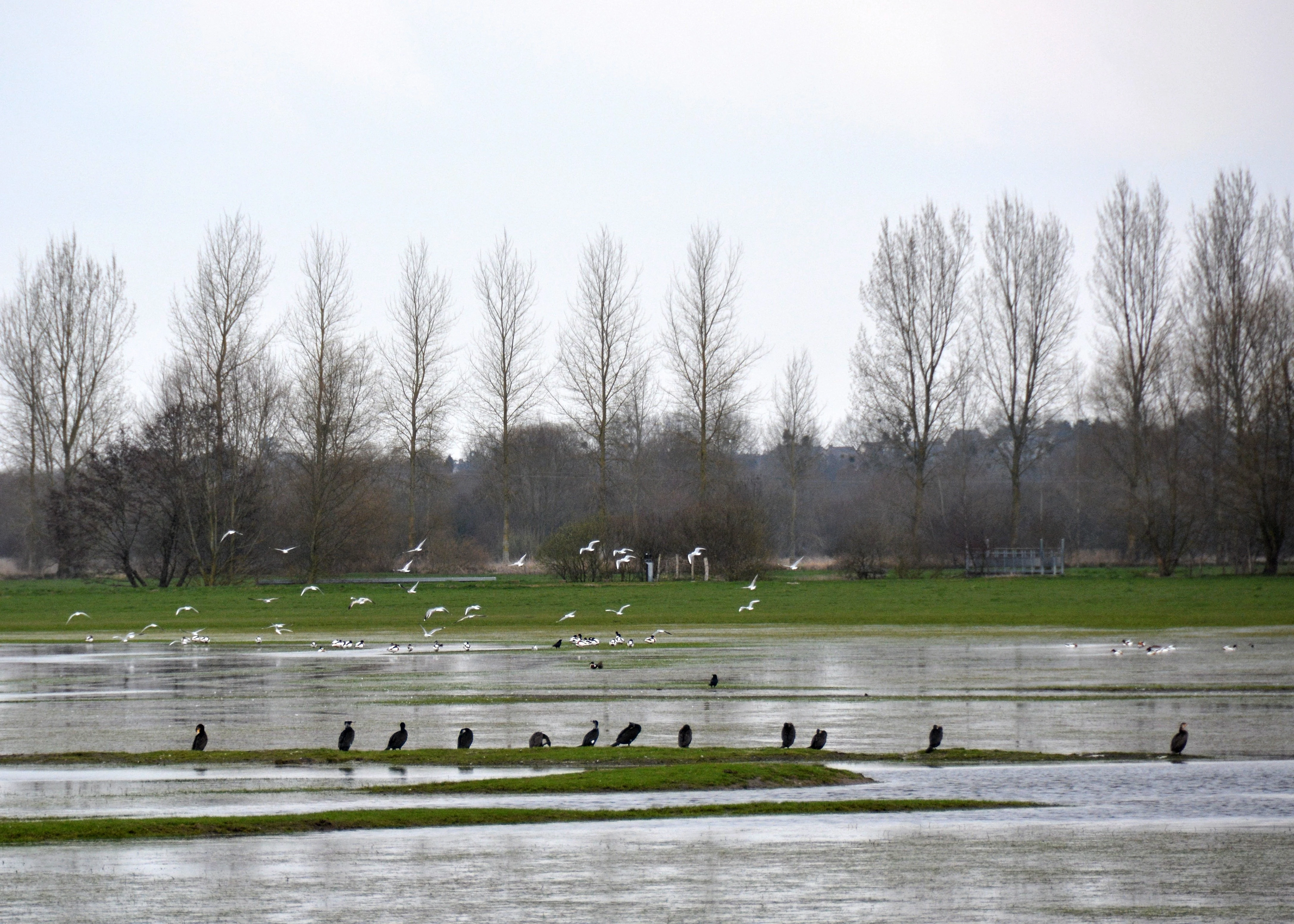 A group of dark waterbirds, likely cormorants, perched on small grassy mounds surrounded by shallow water, with a line of bare trees in the distance.