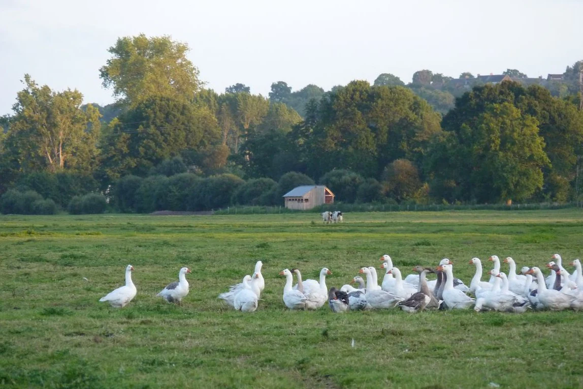A large flock of white geese grazing in a green meadow with a small structure and trees in the background.