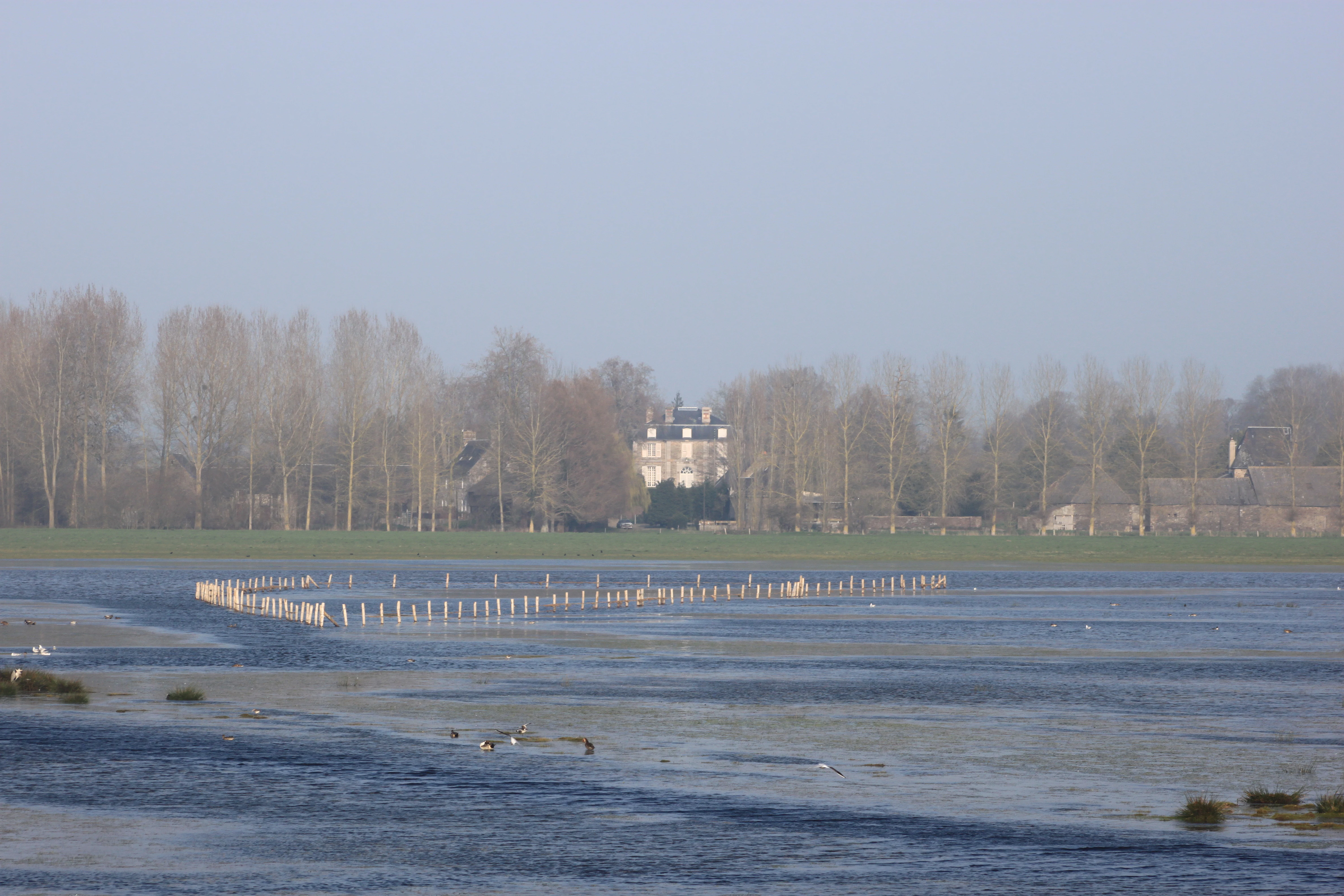 A wide, low-angle view of a flooded wetland area in winter with a line of wooden posts in the water and a distant building visible behind trees.