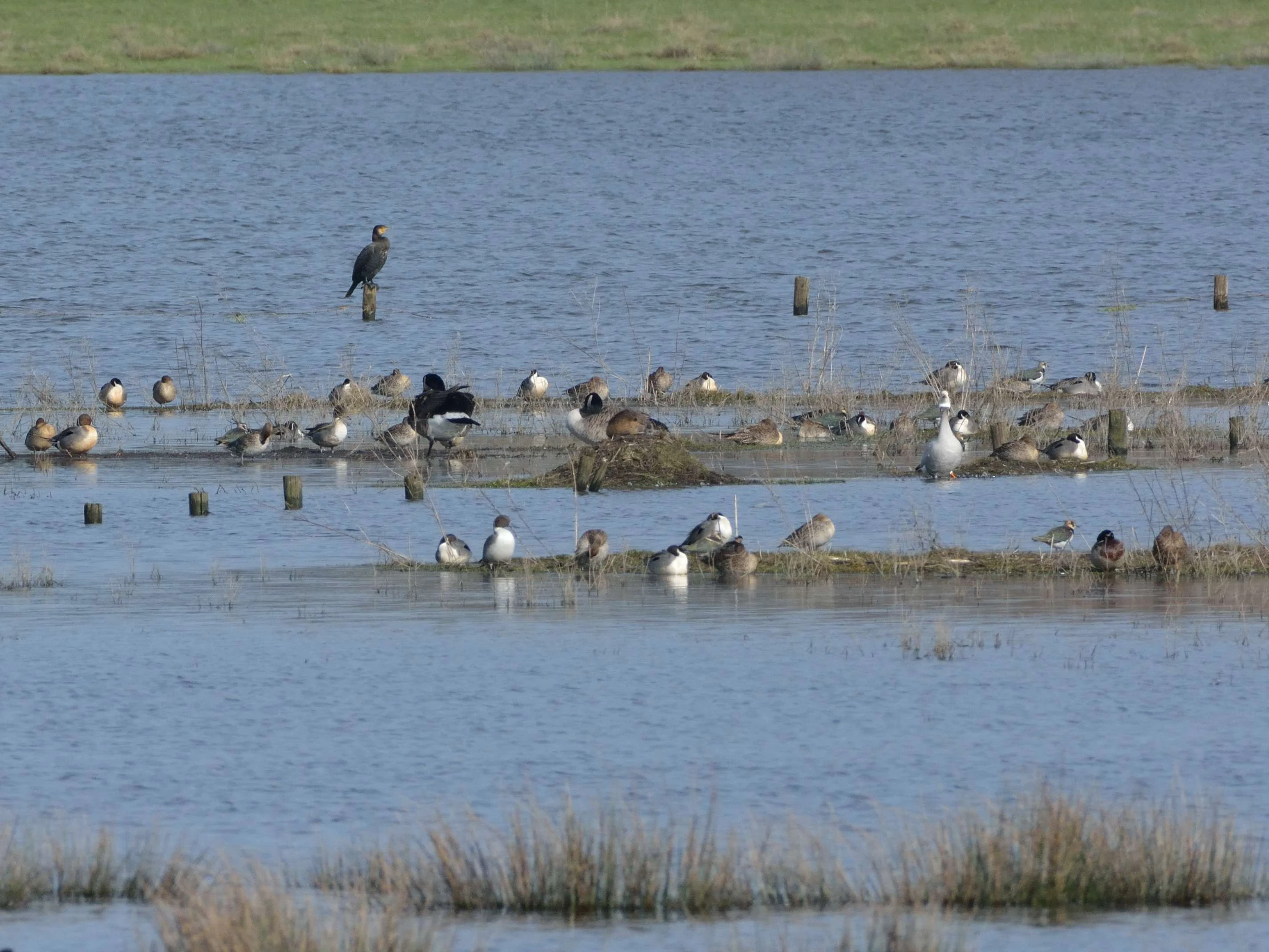 A wide shot of a wetland area with shallow water; numerous waterbirds, including ducks and a cormorant perched on a post, are scattered across small muddy islets and the water surface.