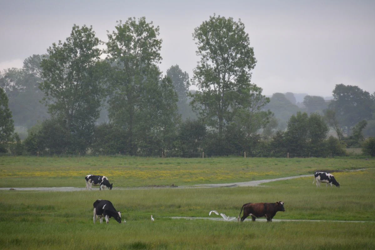 A group of cattle grazing on green pastureland in the Marais de Sougeal, with a line of tall trees in the background under a hazy sky.