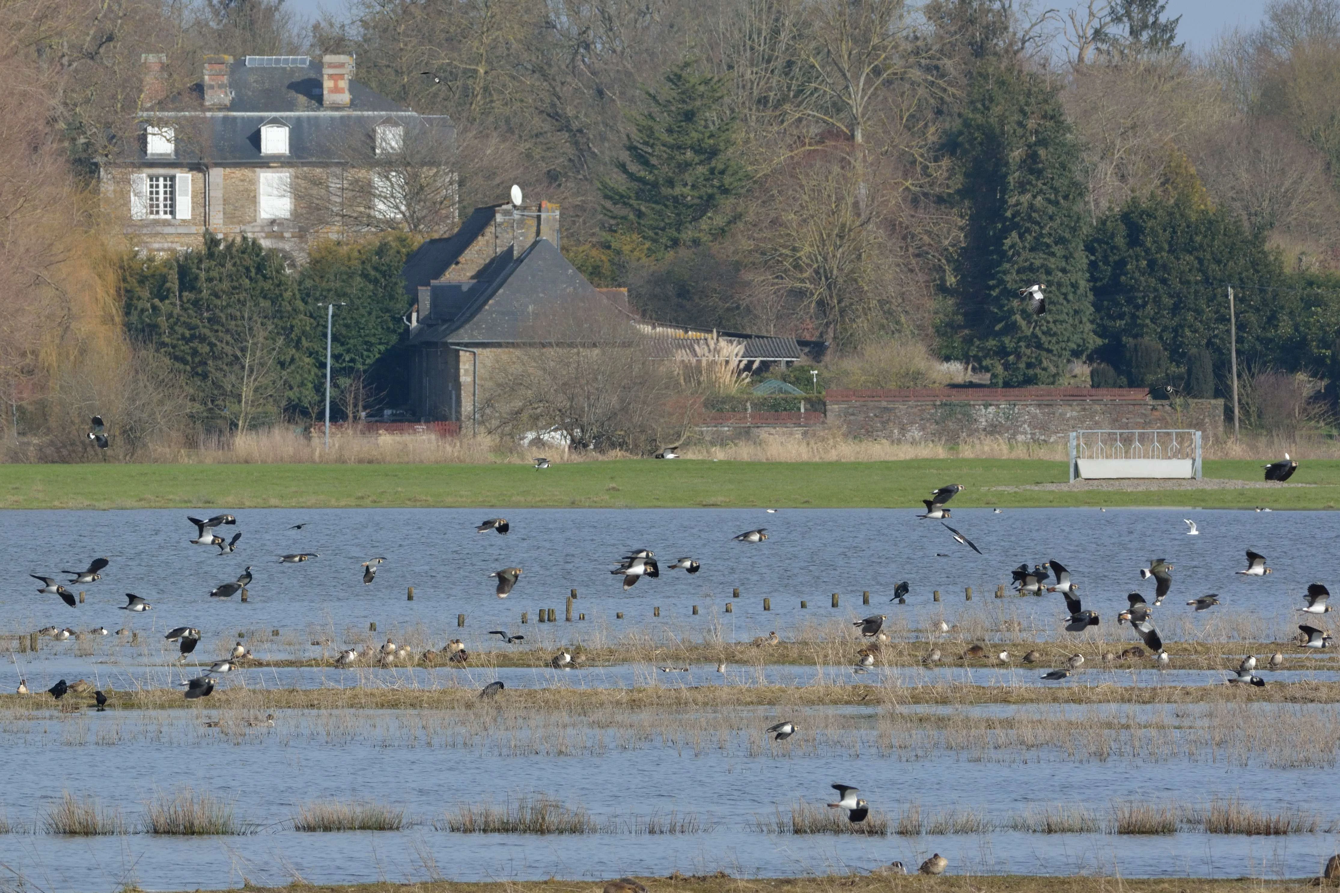 A wide shot of a flooded wetland with numerous birds flying and wading in the water, and a historic stone building visible in the distant background.