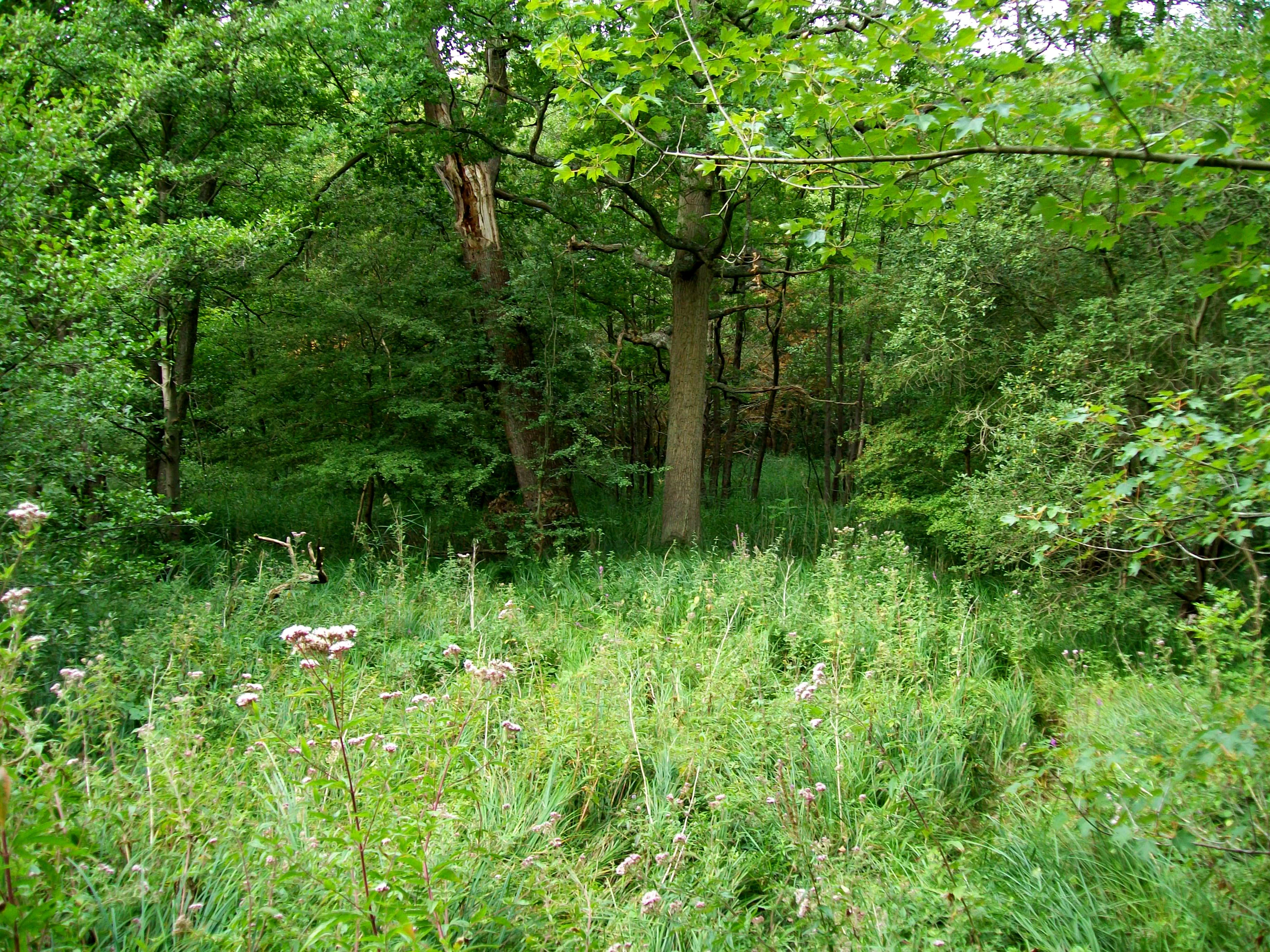 A dense, green forest scene in summer with tall grasses and flowering plants in the foreground, leading into a shaded woodland area.