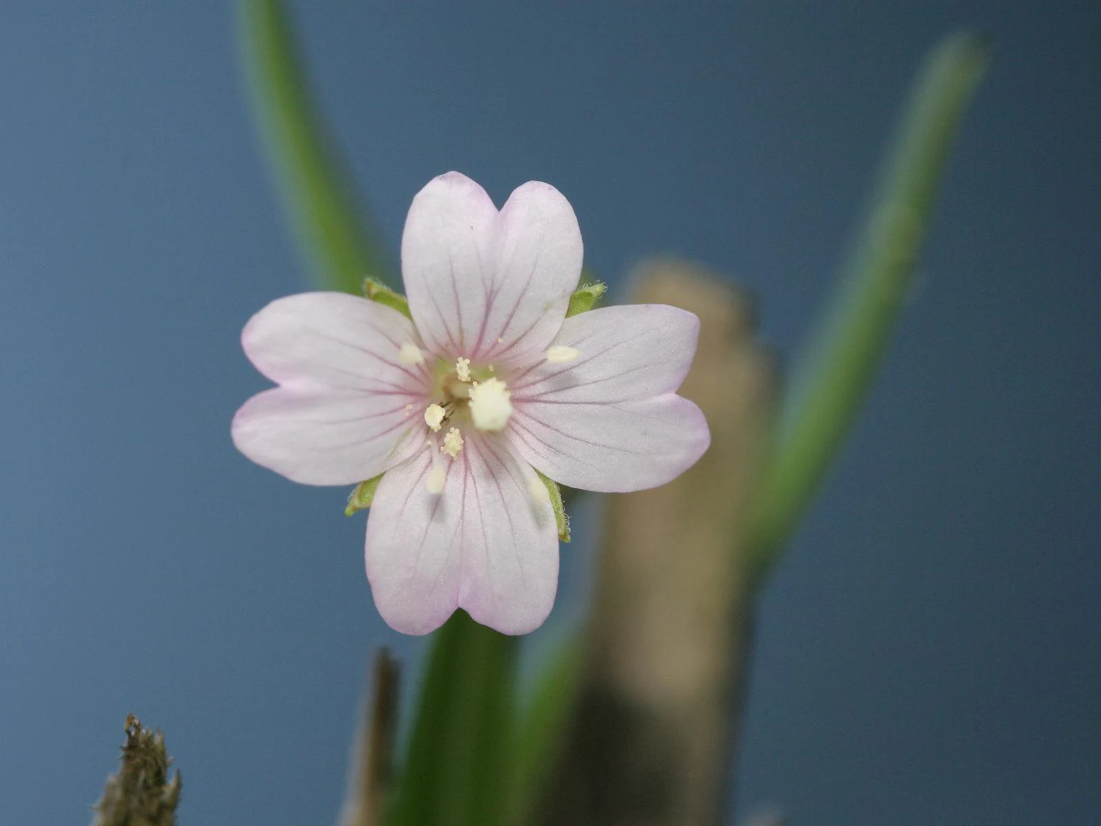 A close-up of a pale pink, four-petaled flower with delicate veins and a prominent central stamen, set against a blurred blue and green background.