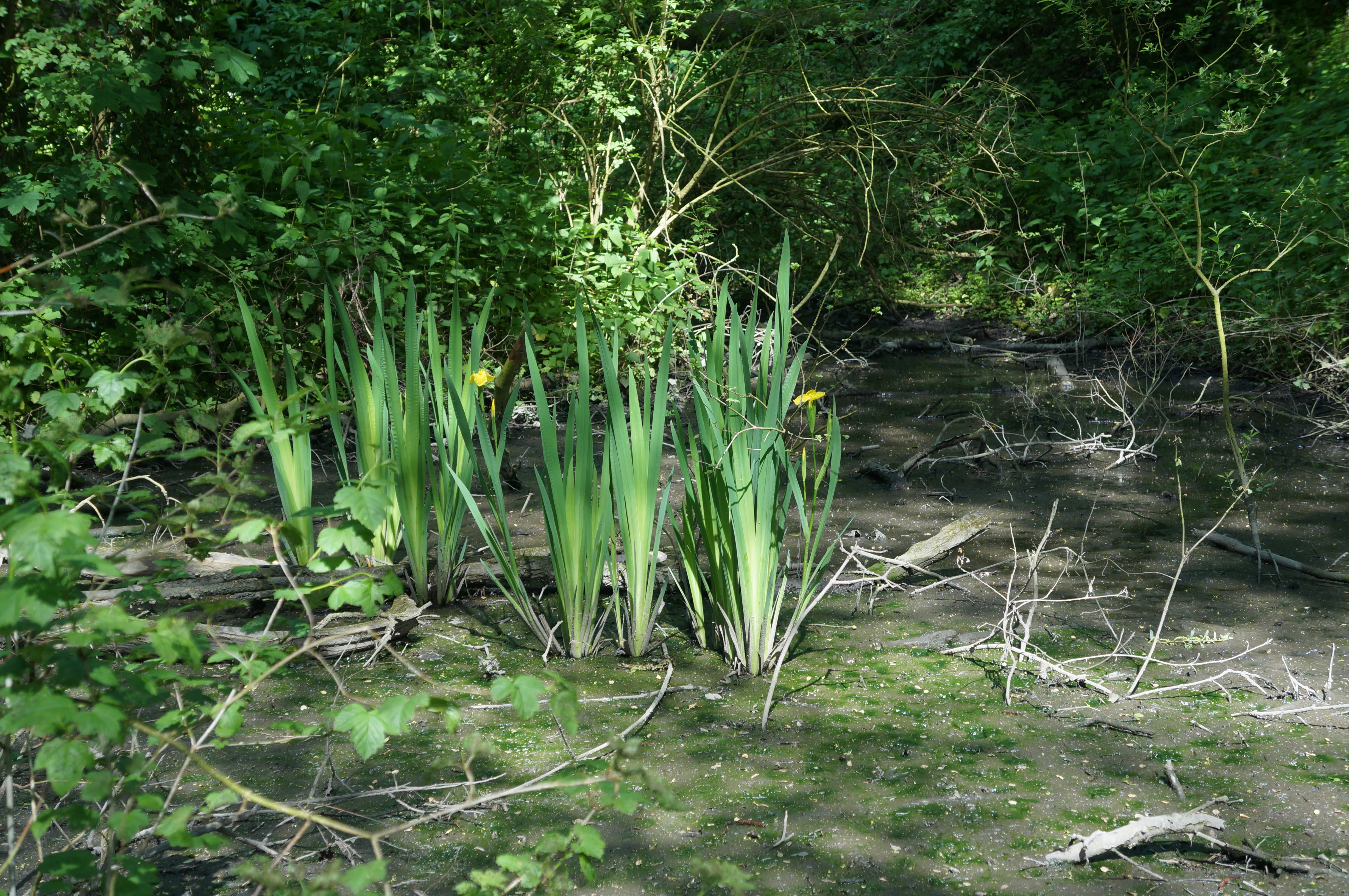 A cluster of yellow irises with tall green leaves growing in a muddy, shadowed wetland area backed by dense green foliage.