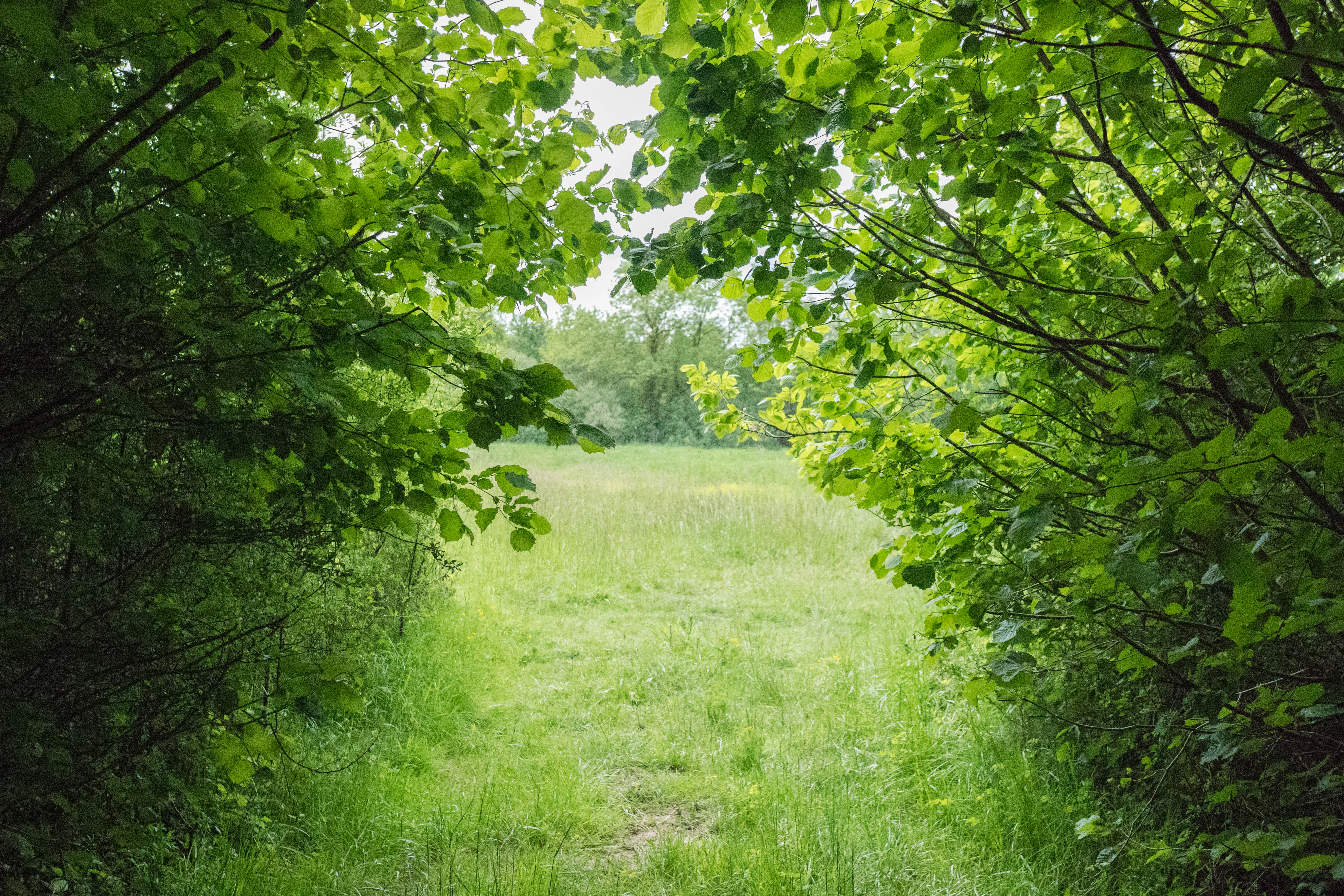 A green, grassy clearing framed by overhanging leafy branches of trees and shrubs on both sides, creating a natural tunnel effect looking out into the field.