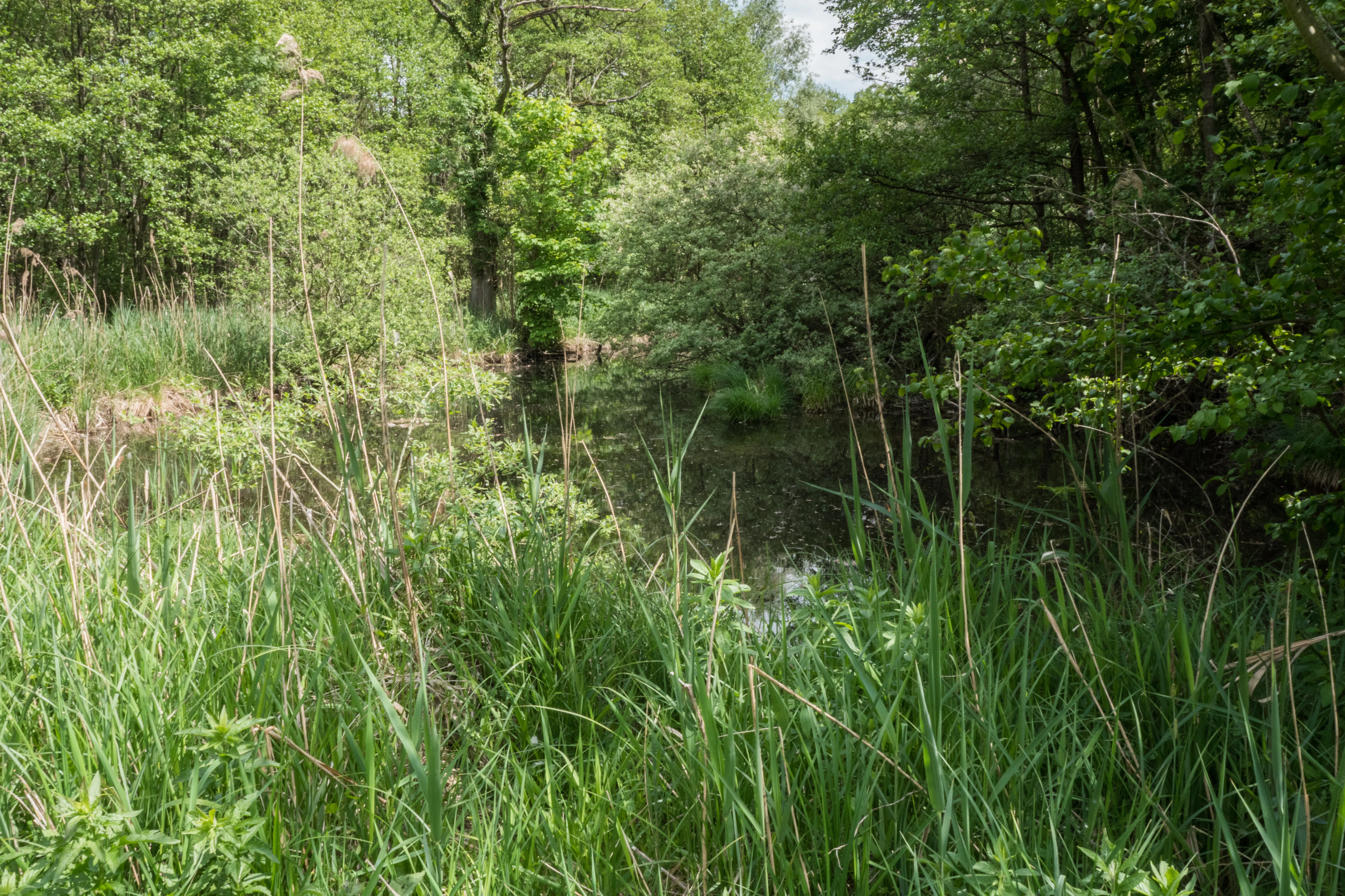 A small pool of water sits nestled among tall marsh grasses and dense green trees in a natural wetland setting.