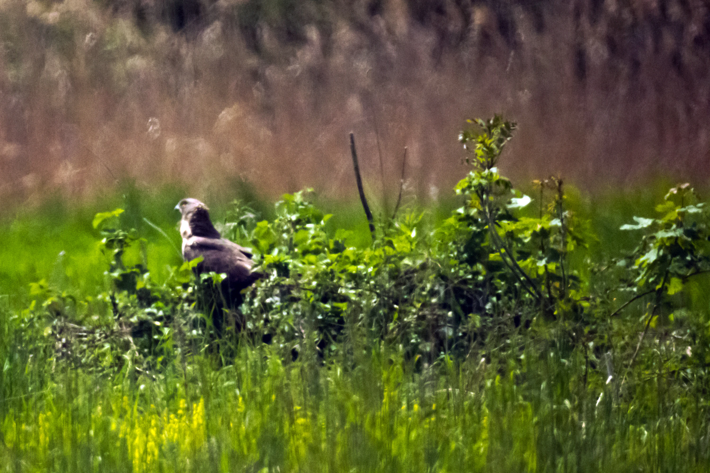 A bird of prey perched among green marsh vegetation with tall, out-of-focus reeds in the background.