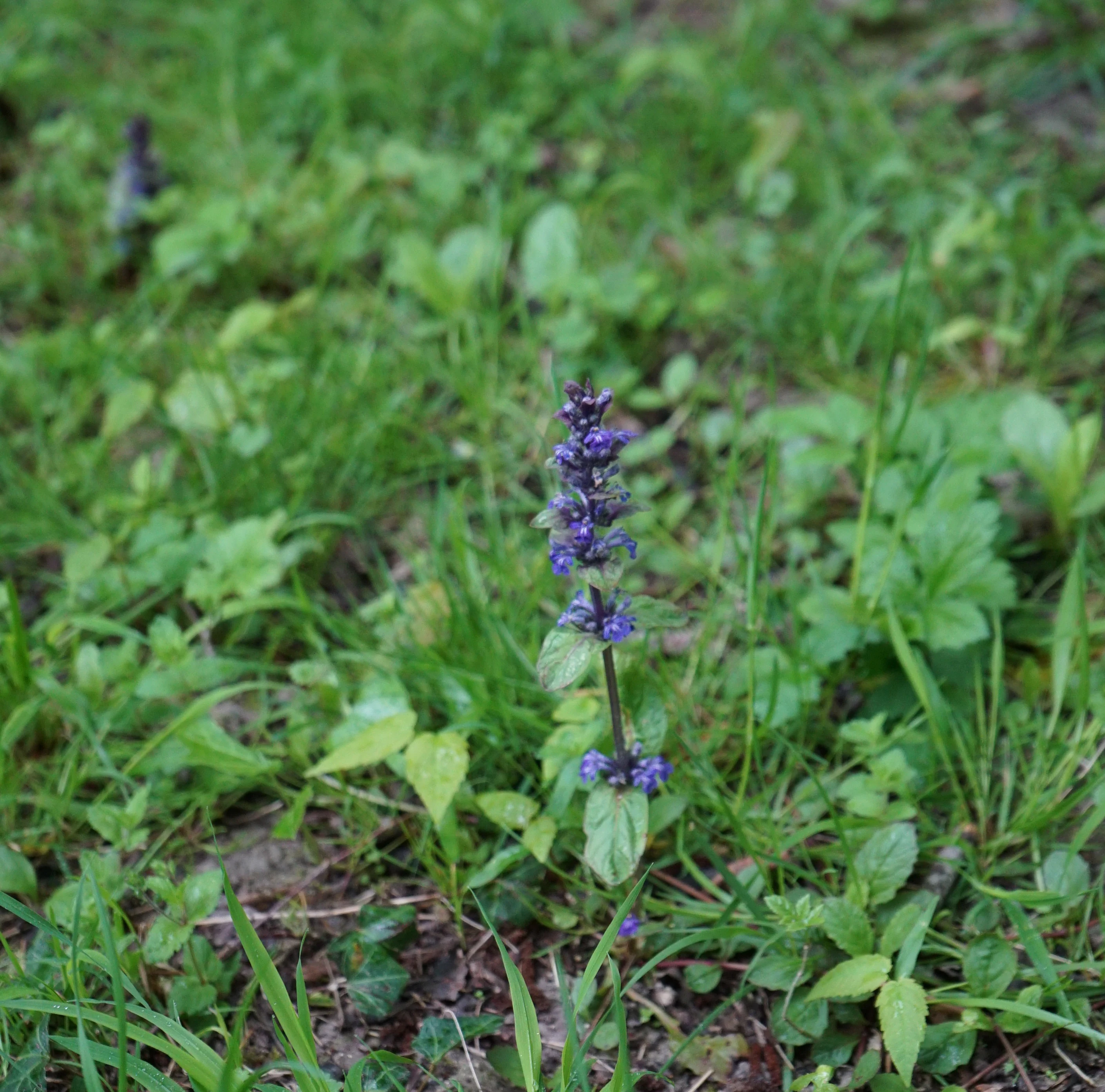 A close-up view of a single purple wildflower stem with small, tubular blue-violet flowers, rising from a grassy meadow background.