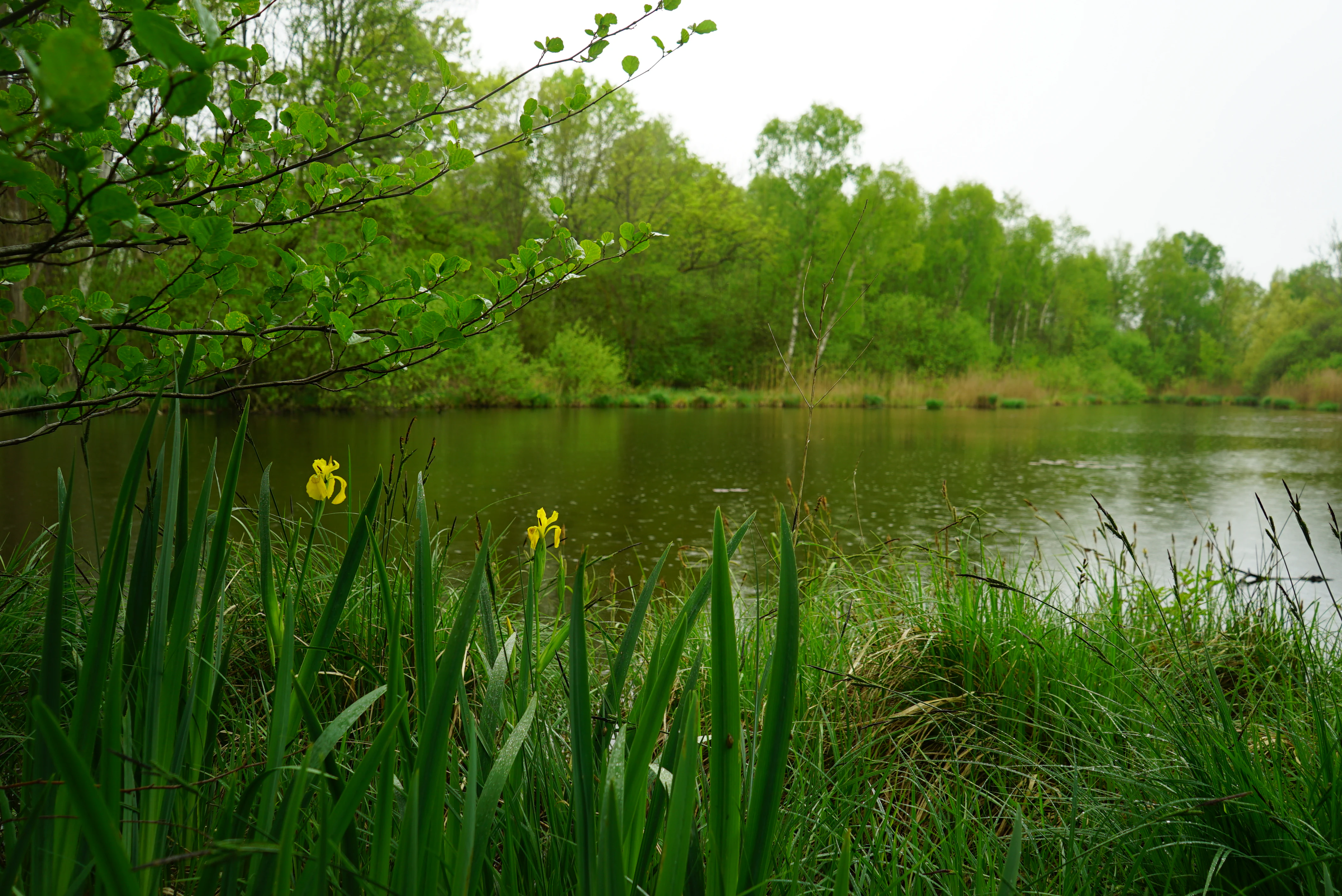 A calm, dark pond surrounded by dense green forest, with yellow flowers blooming in the tall grasses at the water's edge.