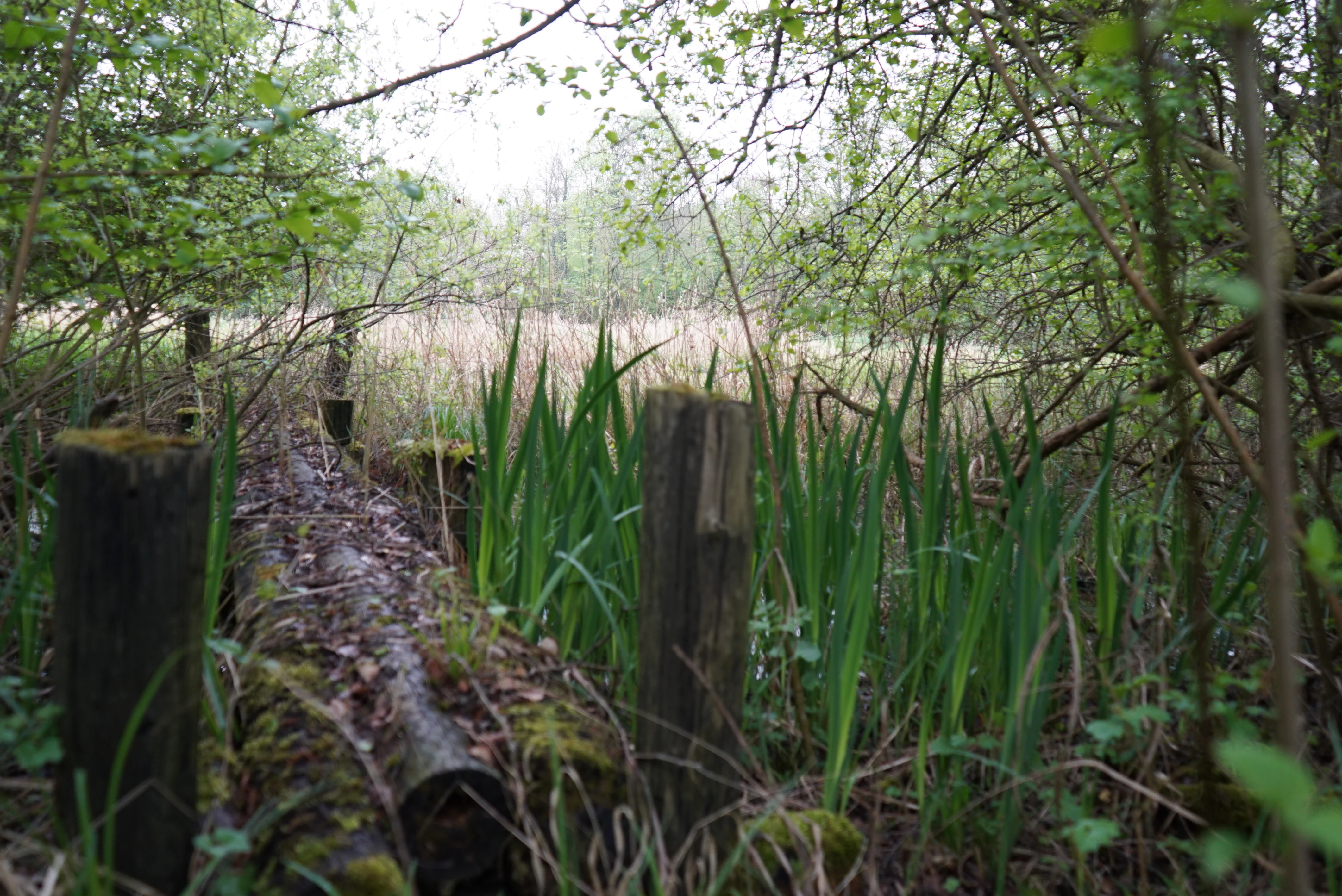 Looking from a wooded edge across a marshy meadow with tall green reeds and wooden fence posts in the foreground.