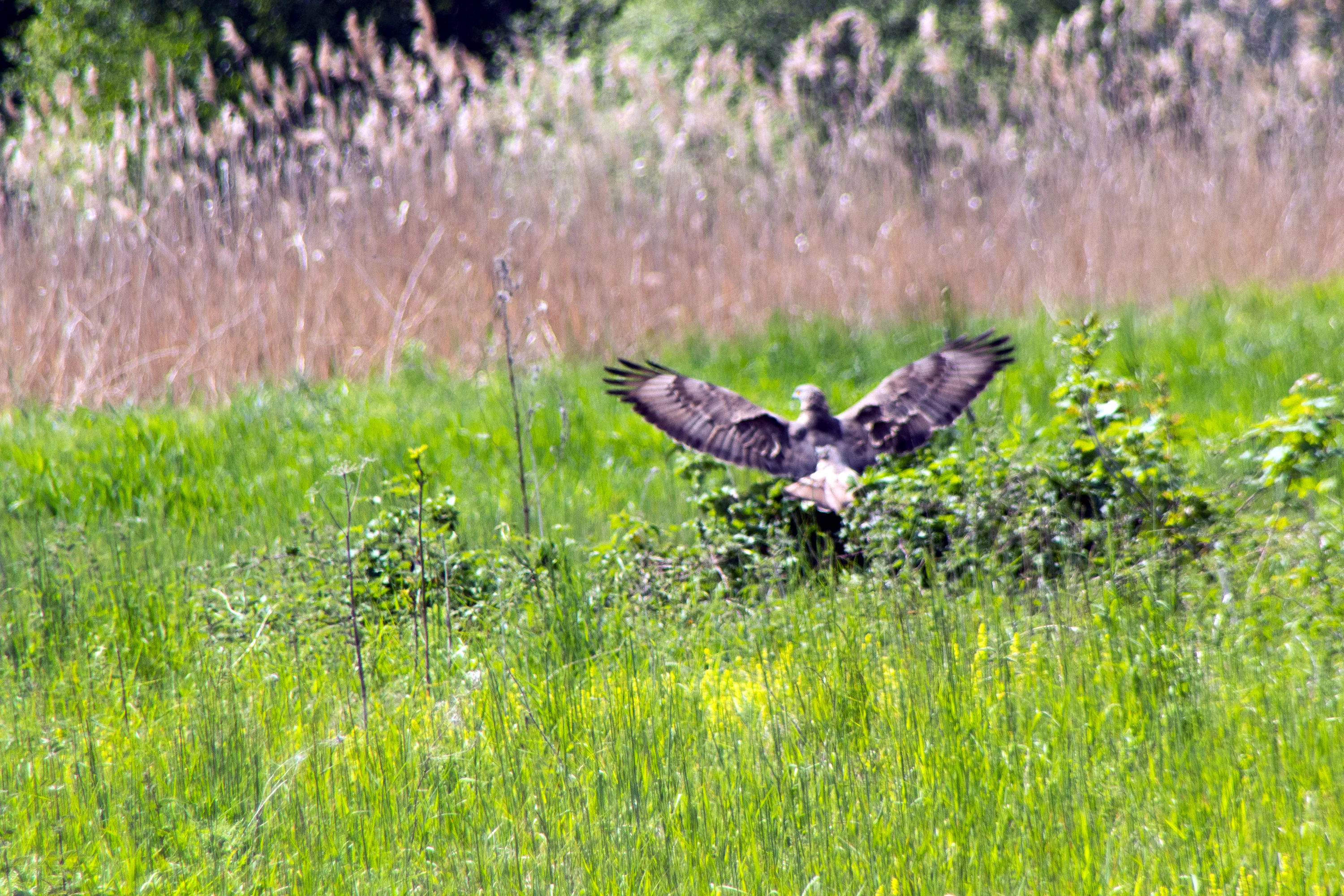 A bird of prey with wings fully spread in mid-flight above green marshy grass, with tall reeds in the background.