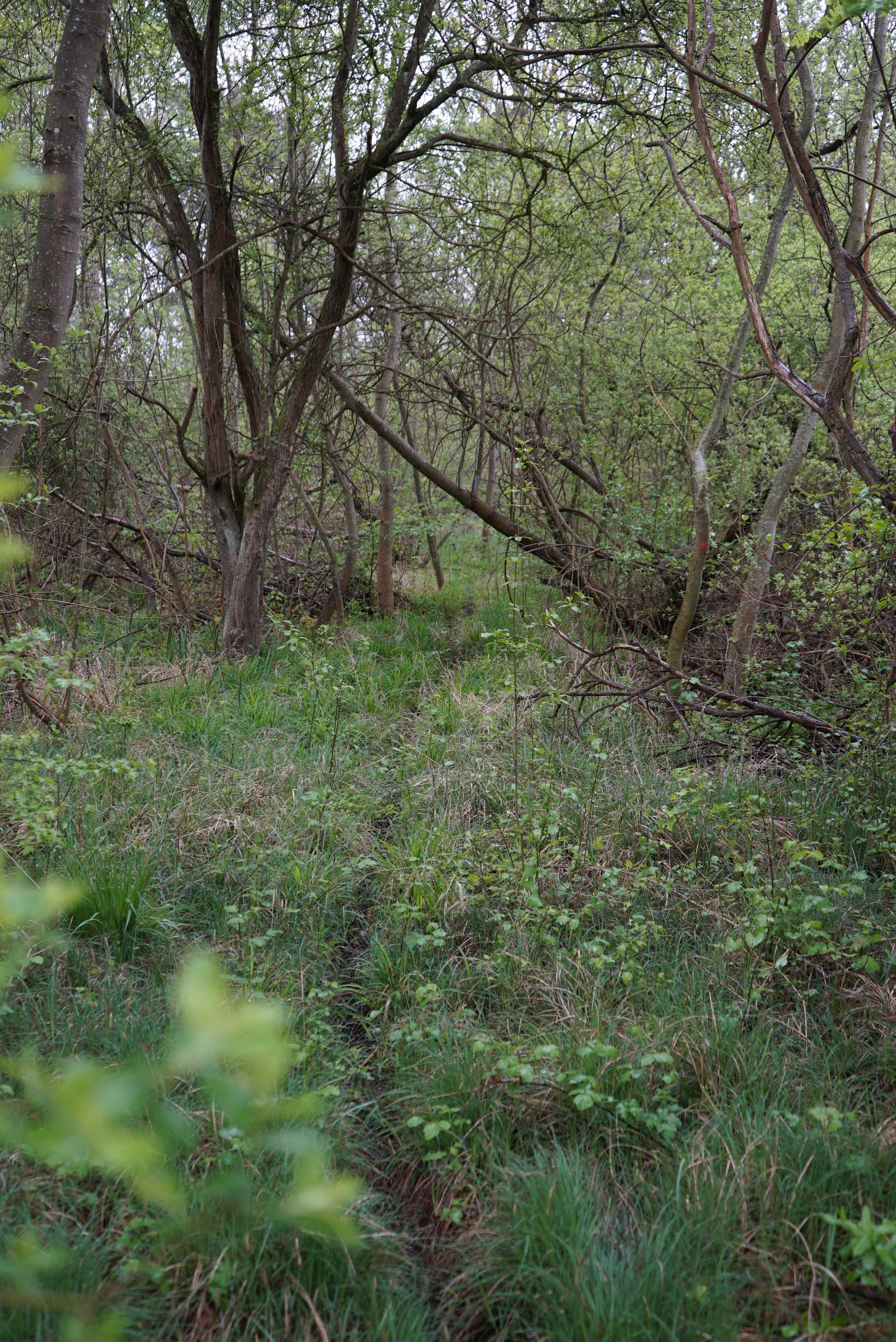 A narrow, partially overgrown earthen trail path leading into a dense, green deciduous forest.