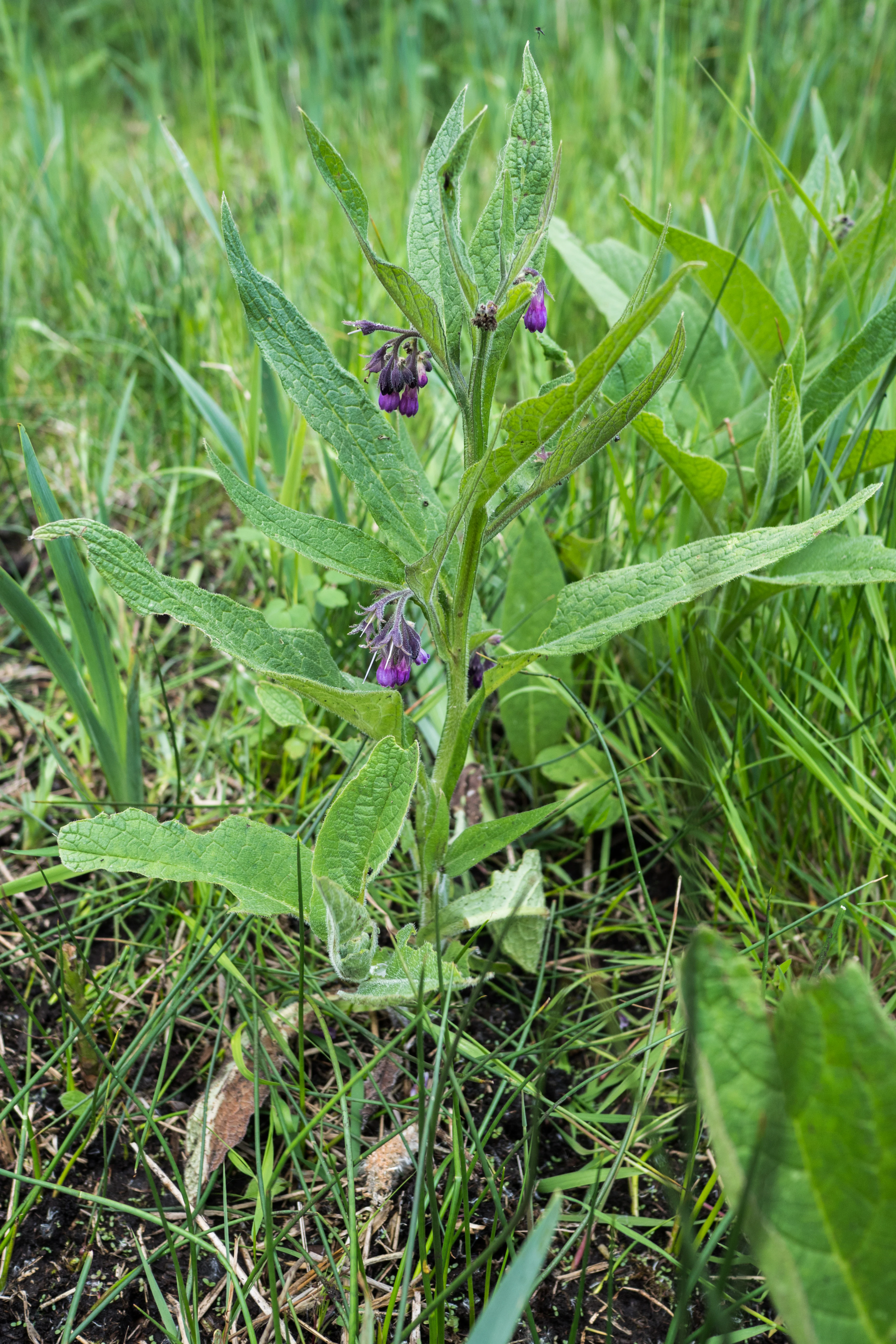 A common comfrey plant with textured green leaves and small clusters of purple, bell-shaped flowers growing in a grassy meadow.
