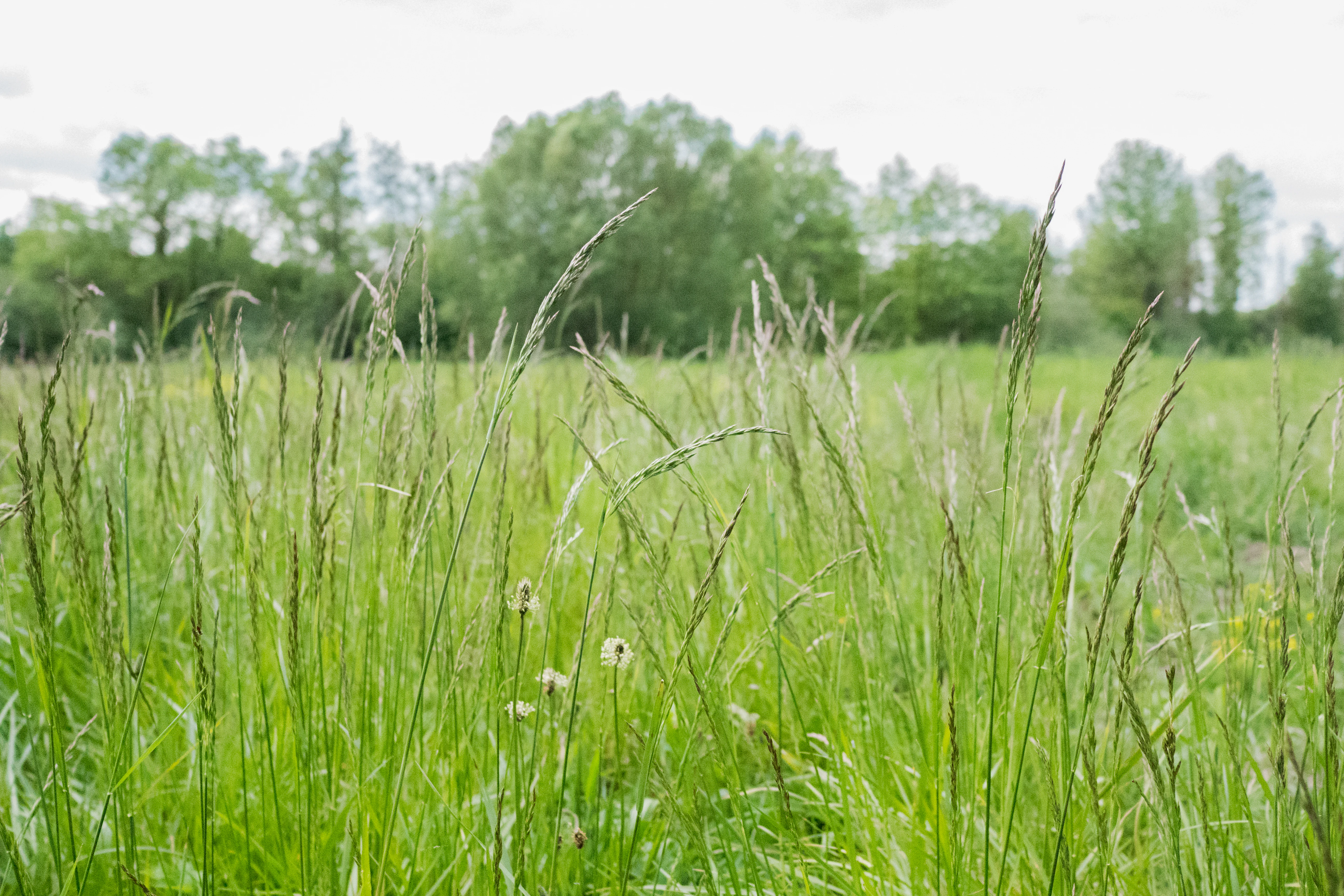 A close-up view of tall green grasses and meadow vegetation, with a line of out-of-focus trees in the background.