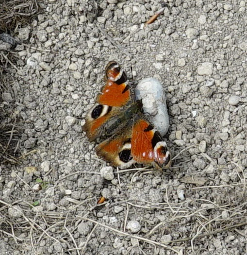 A Peacock butterfly, recognizable by its distinct eye-spots on orange and brown wings, resting on a patch of dry, rocky ground.
