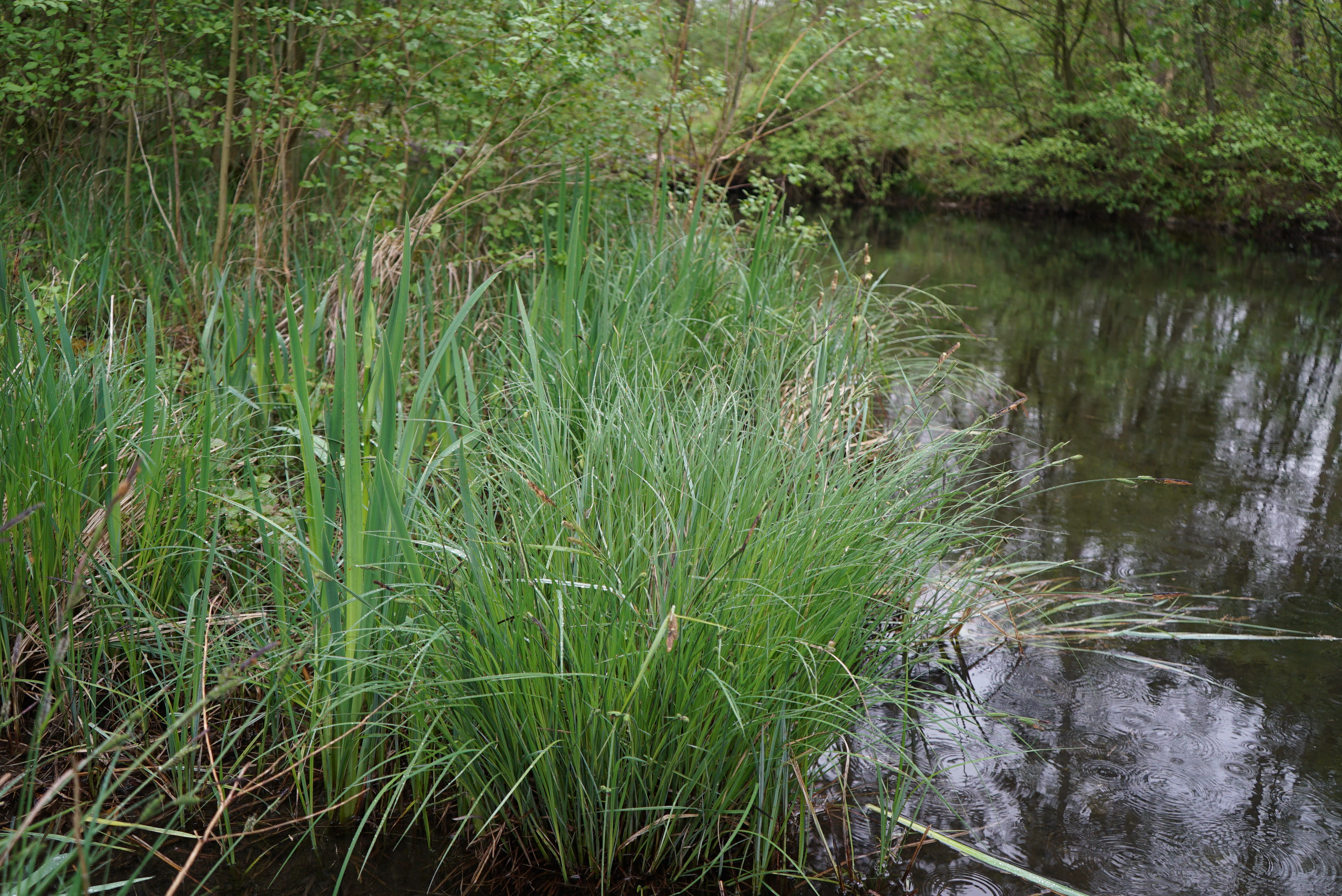 Dense green sedges and tall grasses growing at the water edge of a quiet river, with a forest background.
