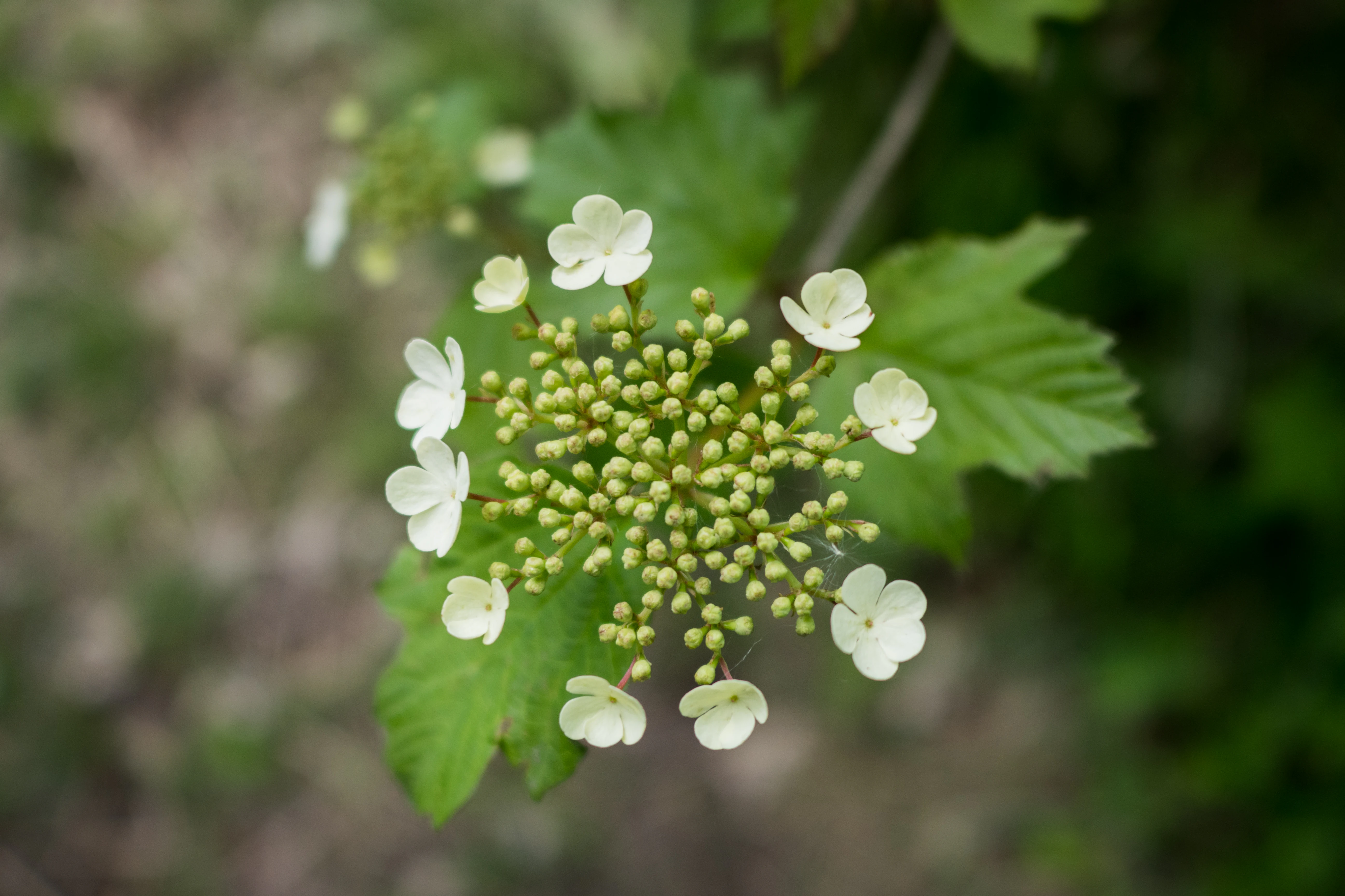A close-up shot of a white Guelder rose flower cluster, showing a ring of flat, five-petaled sterile flowers surrounding a dense center of small, green, unopened buds against a blurred green leafy background.