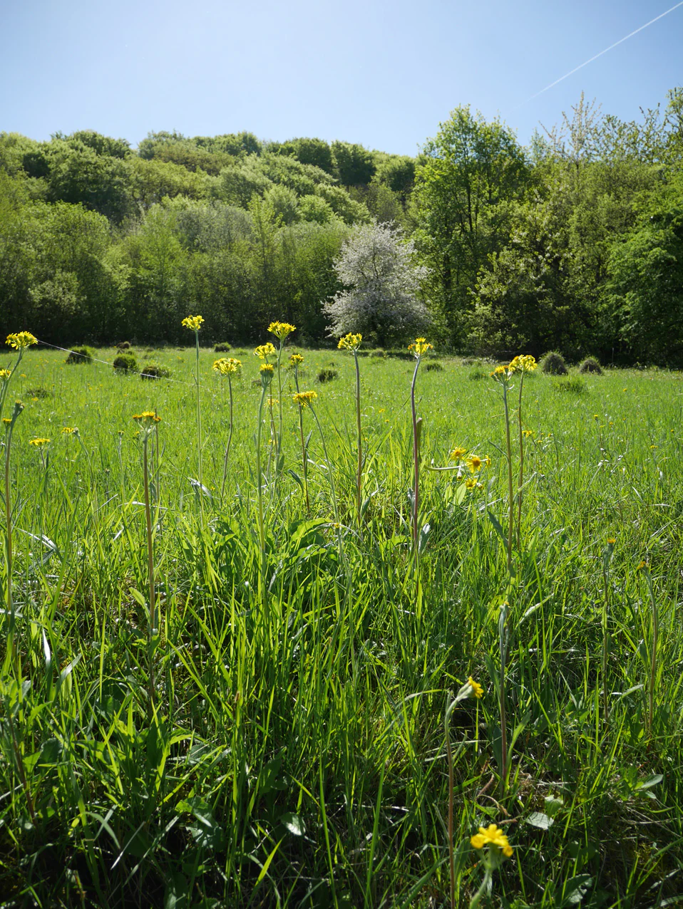 A meadow filled with green grass and yellow Tephroseris helenitis wildflowers, with a backdrop of a lush green forest under a clear blue sky.