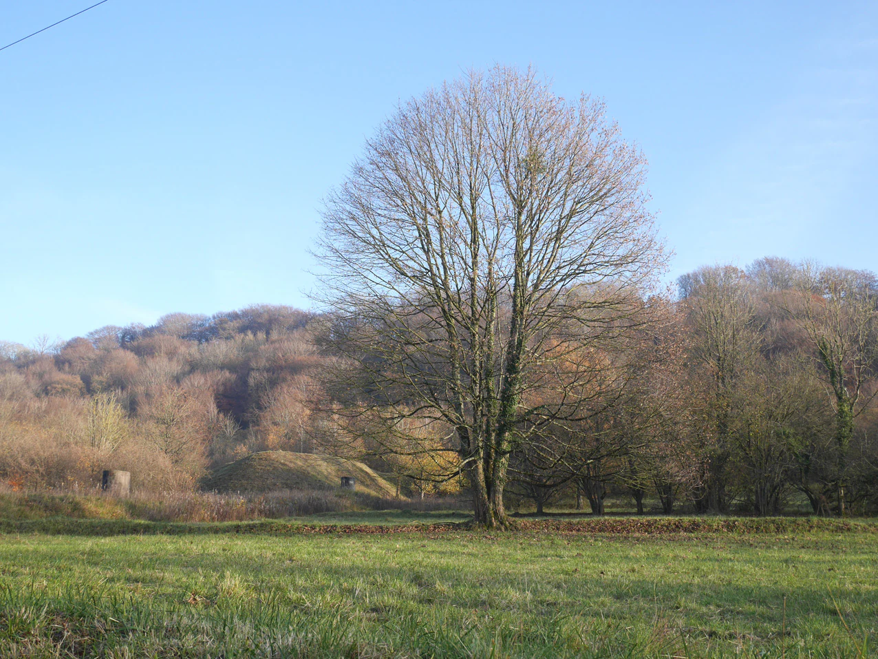 A large, leafless deciduous tree stands in a green field, with a forested hillside and a spoil tip visible in the background under a clear sky.