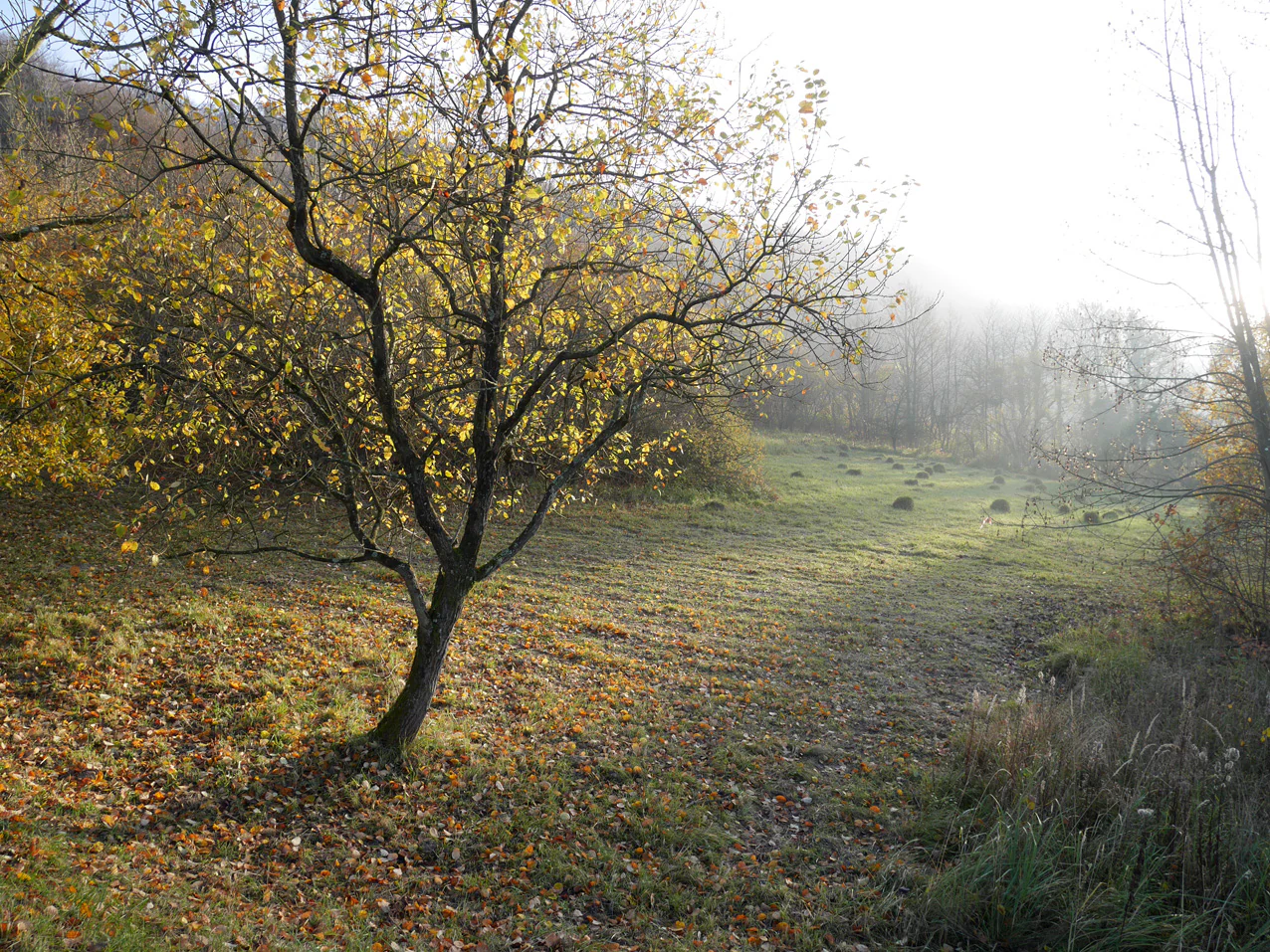 A meadow in autumn with a single tree in the foreground; several anthills dot the grass; dense trees line the background with soft sunlight.