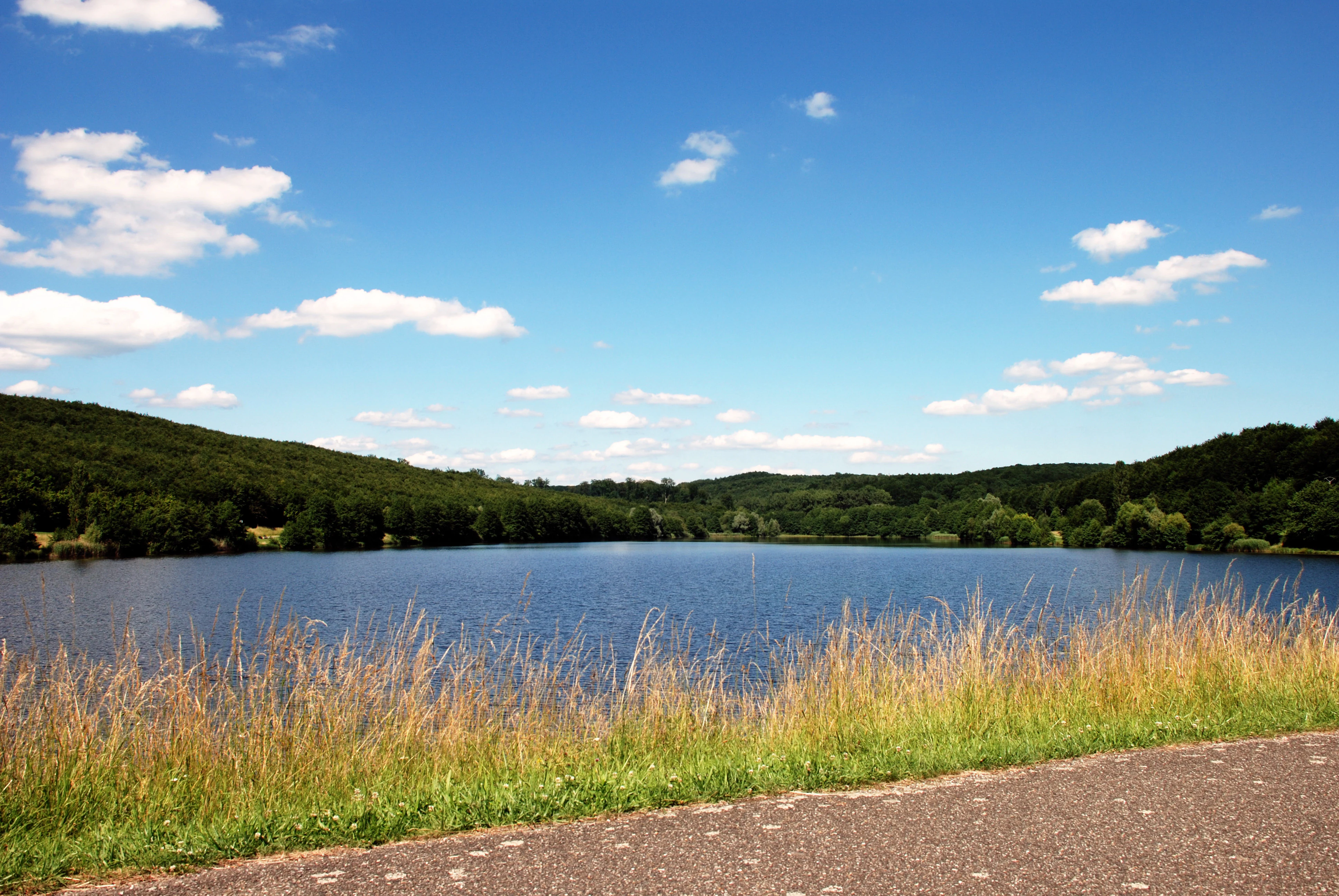 A wide shot of a calm blue reservoir surrounded by gentle, tree-covered hills under a bright blue sky with scattered white clouds, with tall grass in the foreground.