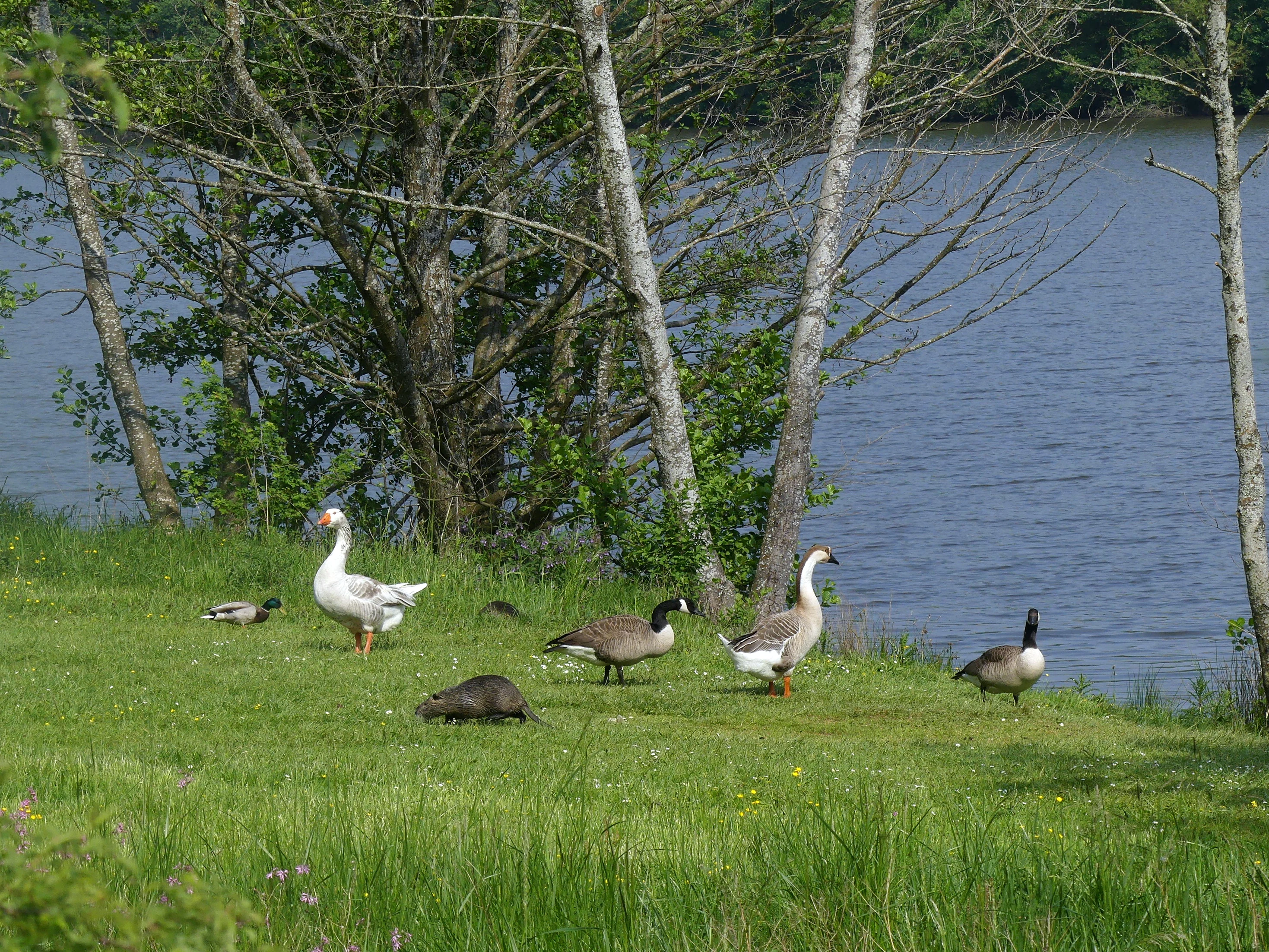 Several geese and a dark, low-slung coypu resting on a grassy lakeshore with trees and water in the background.