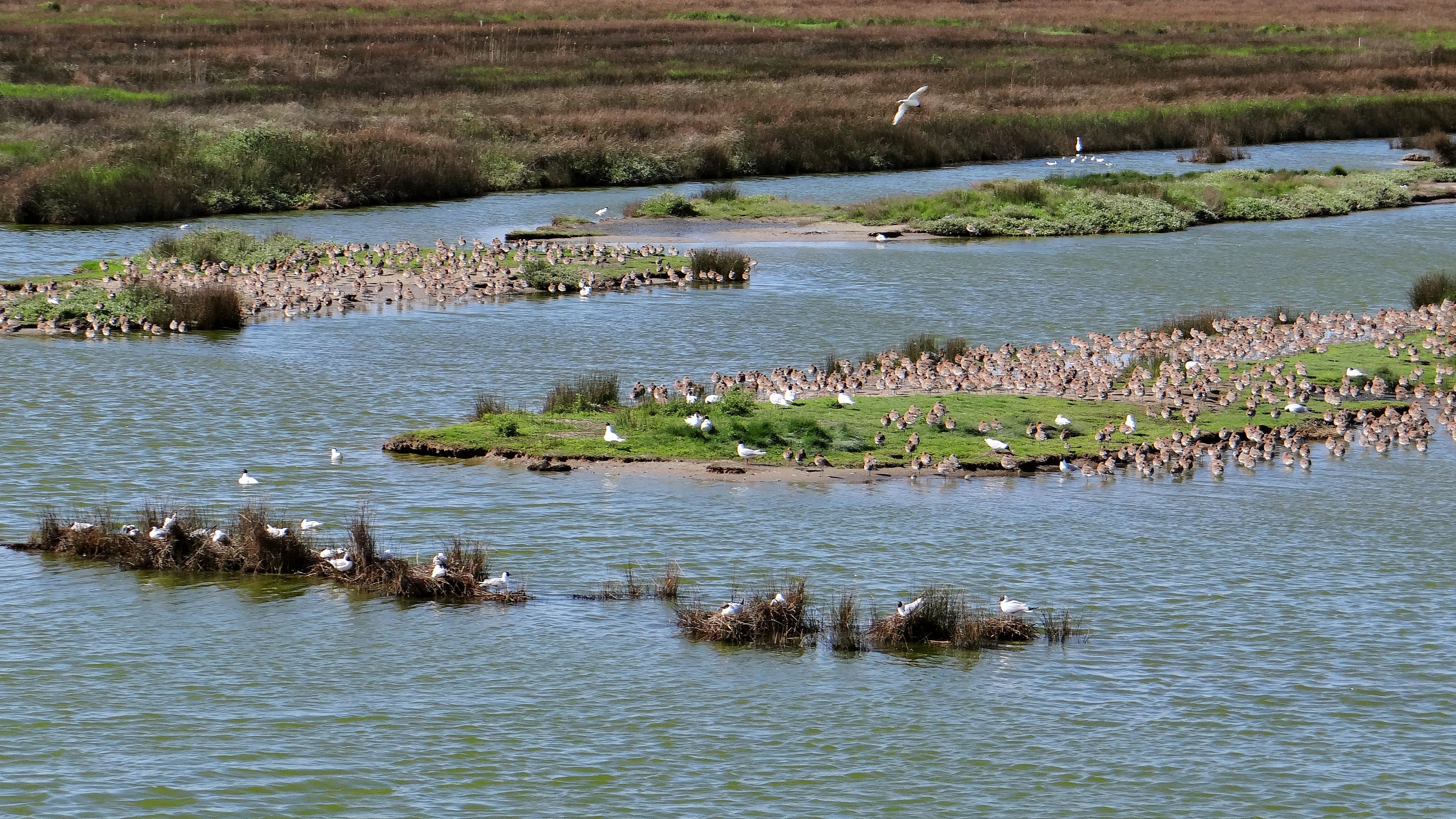 A high angle view showing multiple grassy islets in a calm waterway, crowded with numerous waterfowl and white birds in the Sebastopol Polder reserve.