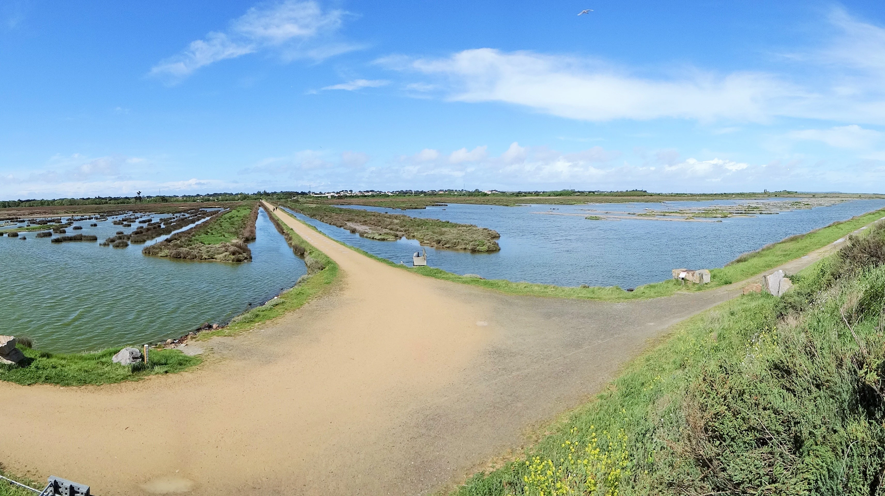 A wide-angle, slightly fish-eye view of a wetland area with a dirt path splitting through shallow ponds and low-lying marshy vegetation under a bright blue sky.
