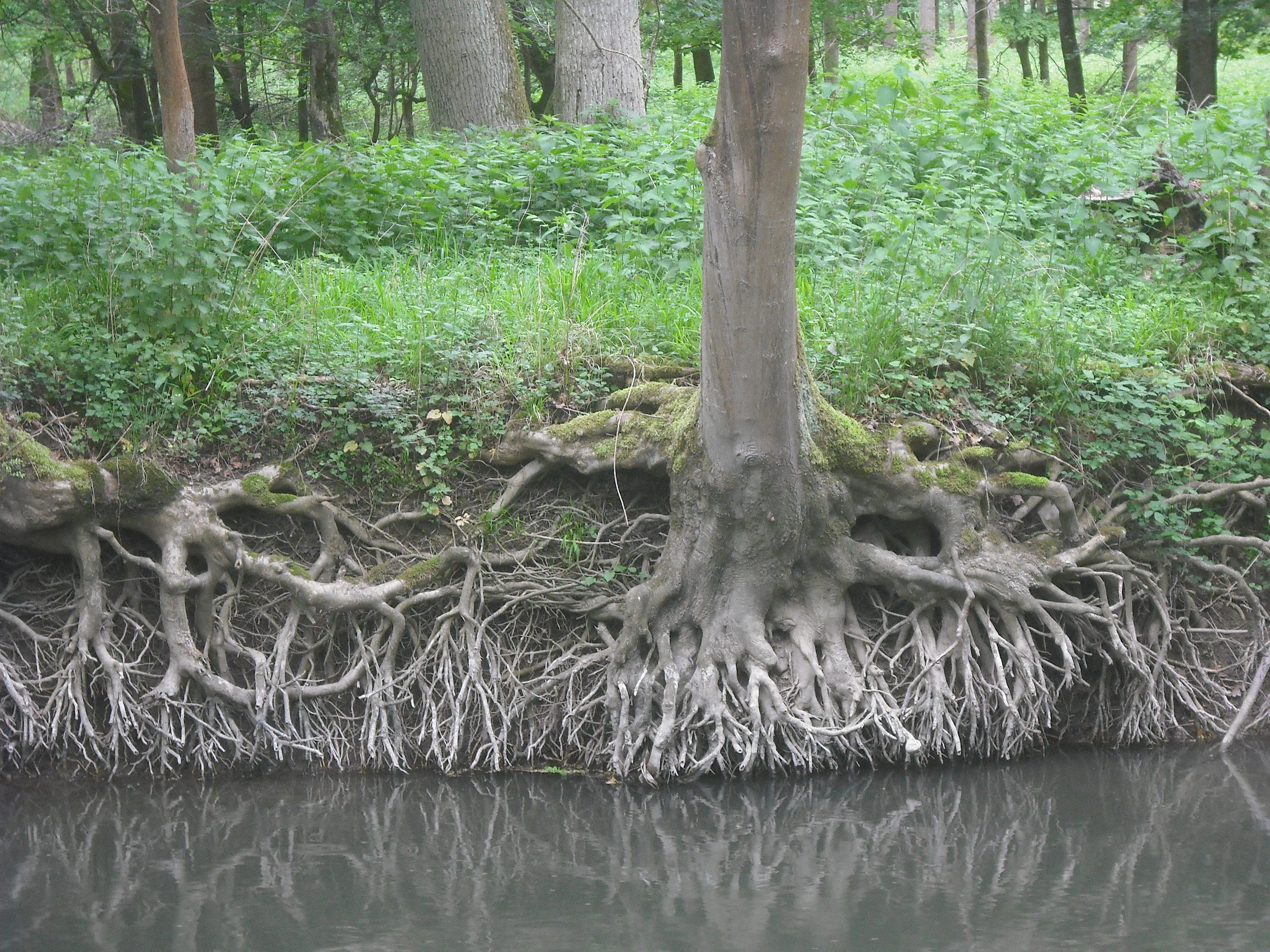 A close-up view of exposed tree roots overhanging a quiet, slow-moving stream in a dense, green forest setting.