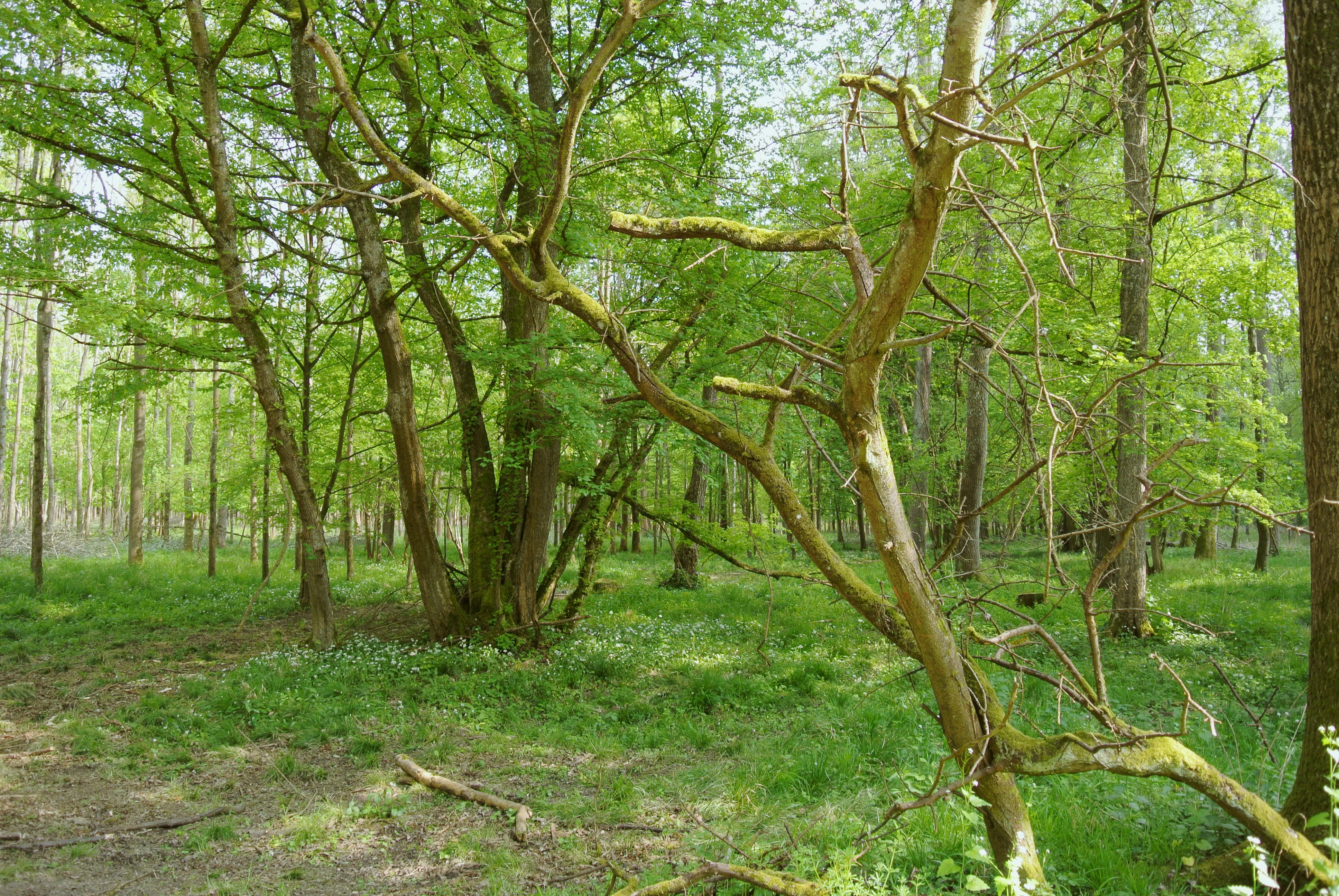 A view into a lush green forest with tall deciduous trees, moss-covered branches, and a ground layer of low vegetation in the Illwald natural reserve.
