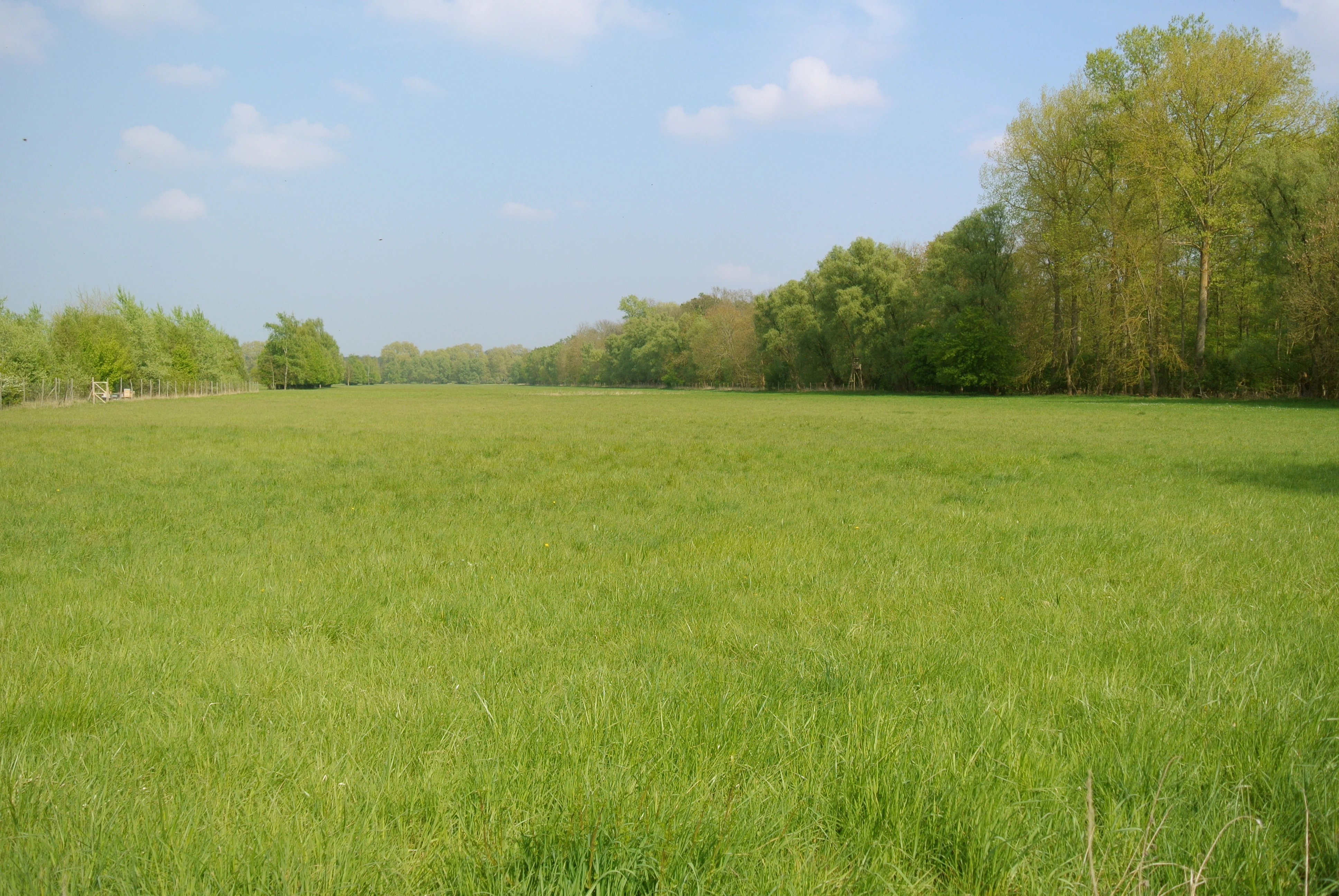A wide, green grassy field under a pale blue sky, with a line of trees in the background.