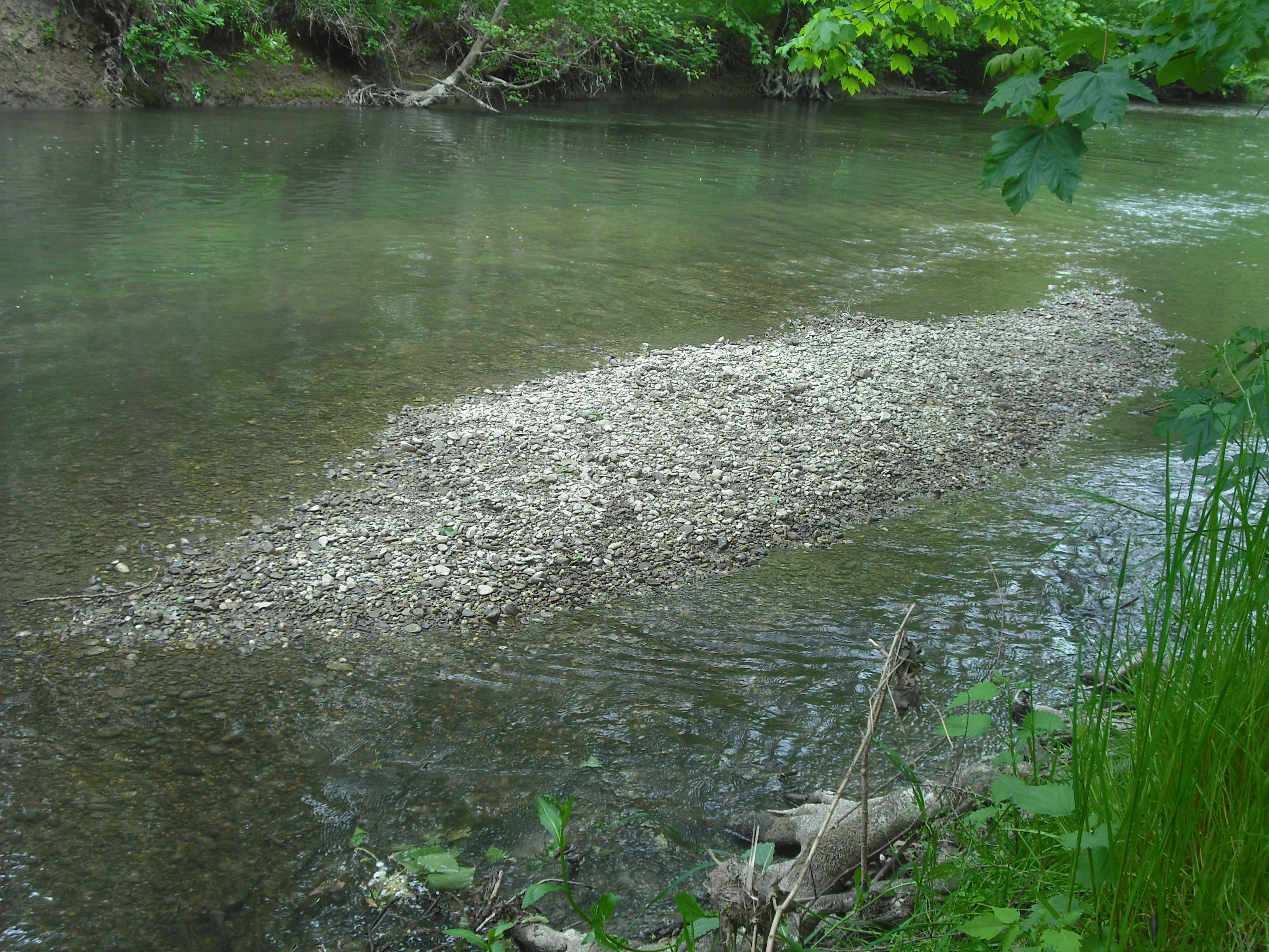 A small gravel and pebble bank situated in a shallow, flowing stream, surrounded by green riparian forest vegetation.