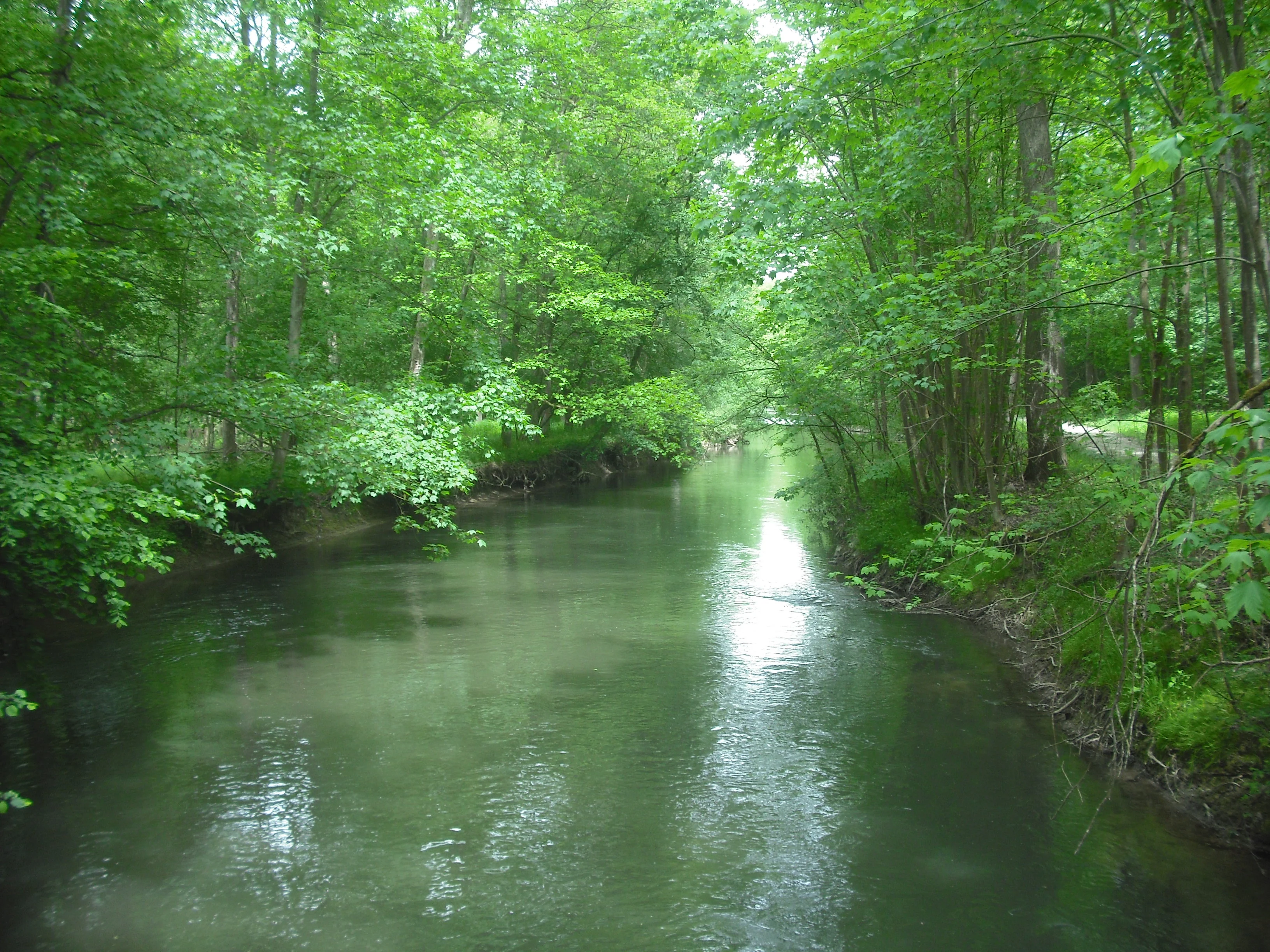 A slow-moving stream winds through a dense green forest, with trees lining both banks and sunlight reflecting off the water surface.