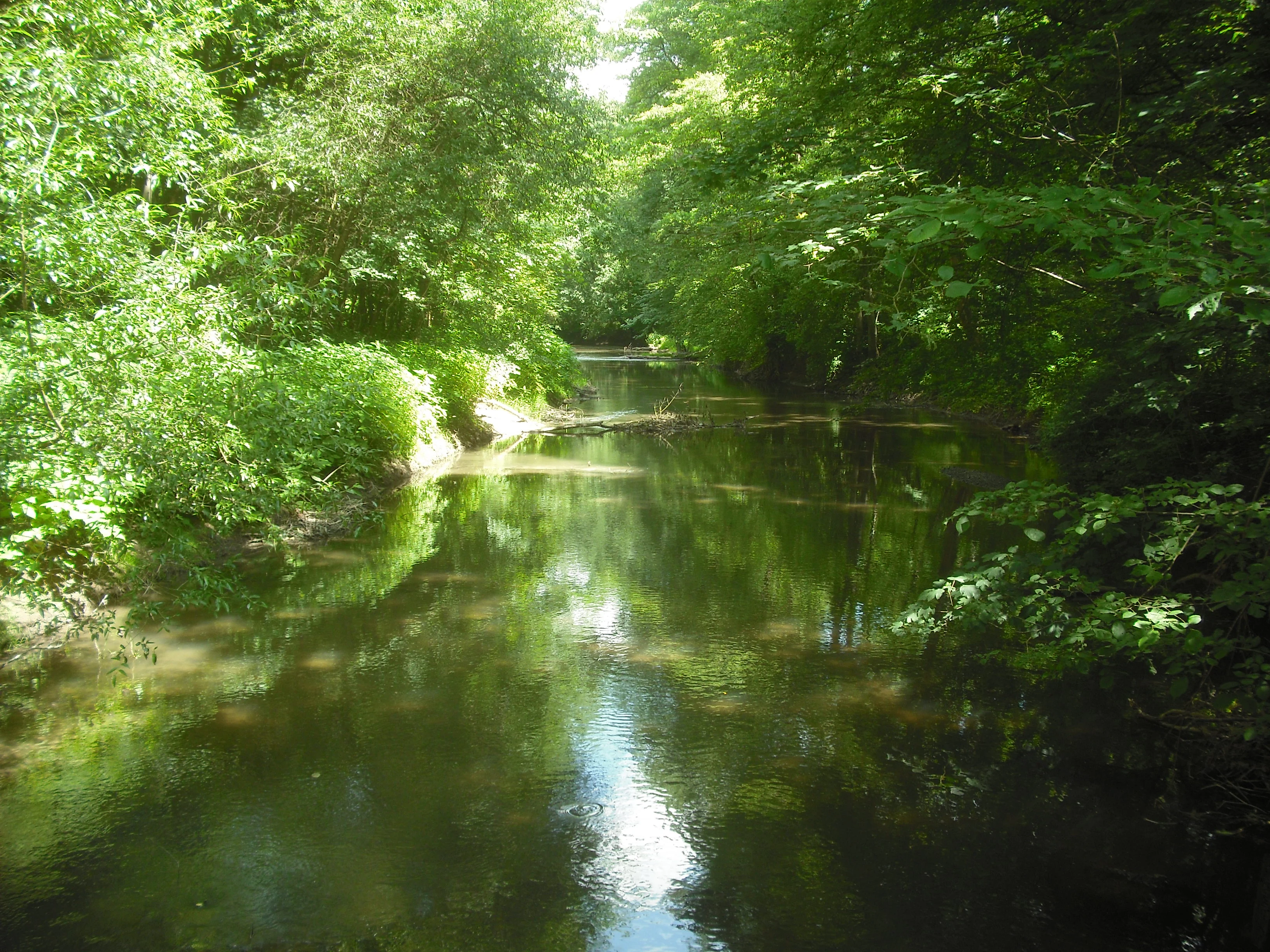 A calm, narrow stream or pond surrounded by dense, lush green deciduous forest with overhanging branches.