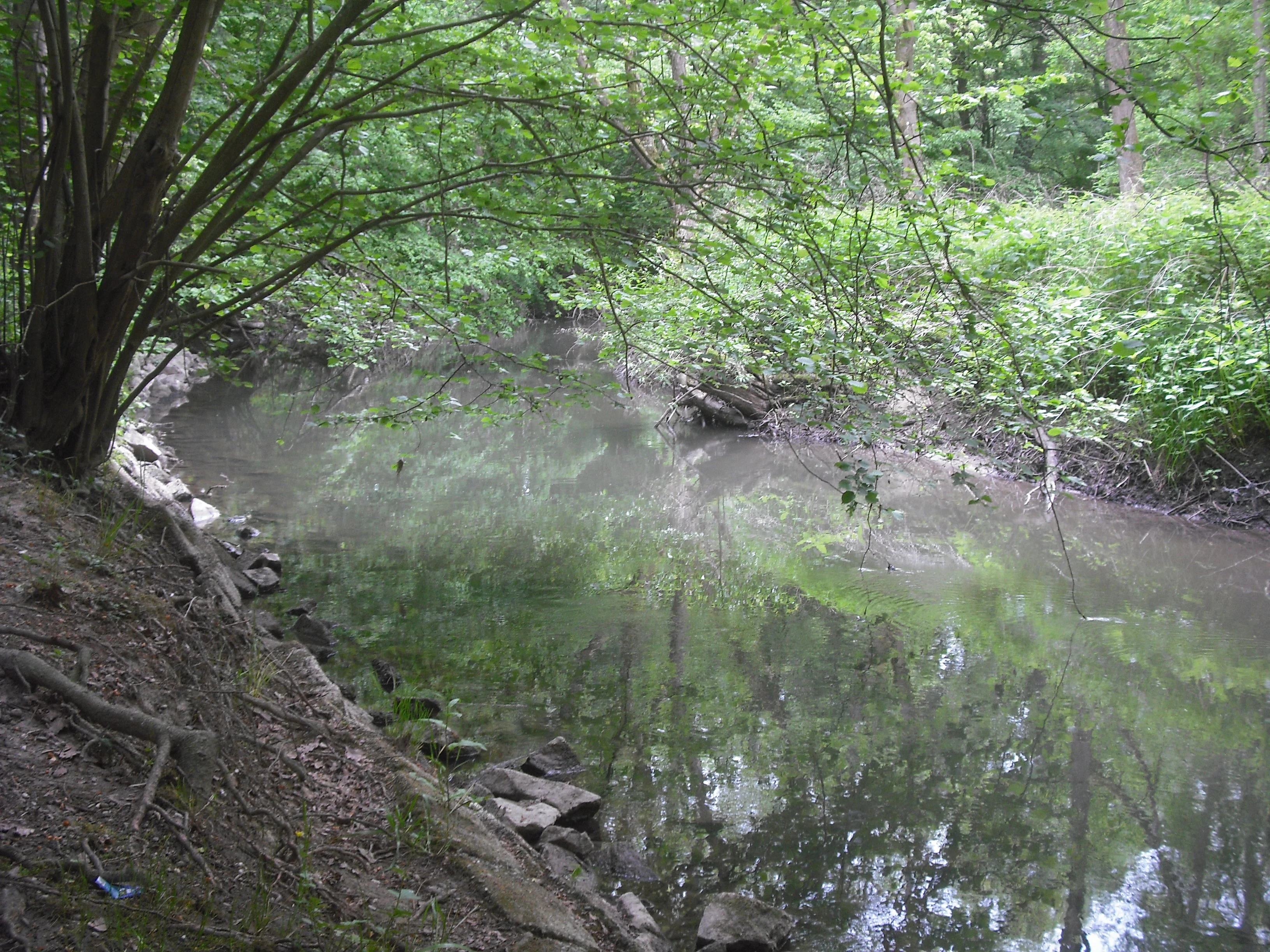 A calm, narrow stream winding through a dense, green forest with overhanging branches and mossy banks.