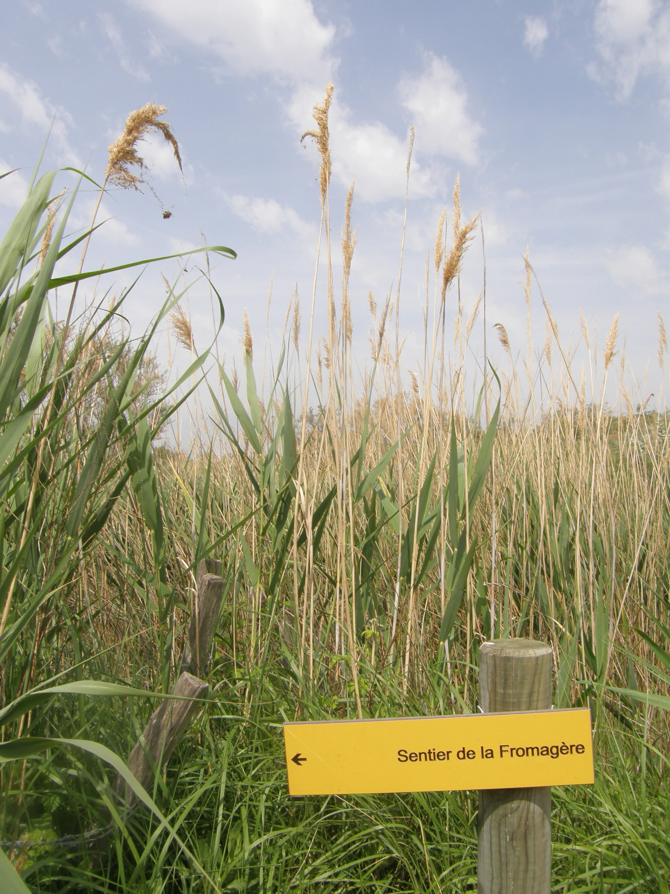 A yellow trail sign with black text reading Sentier de la Fromagere, mounted on a wooden post in front of tall marsh reeds under a light blue sky.