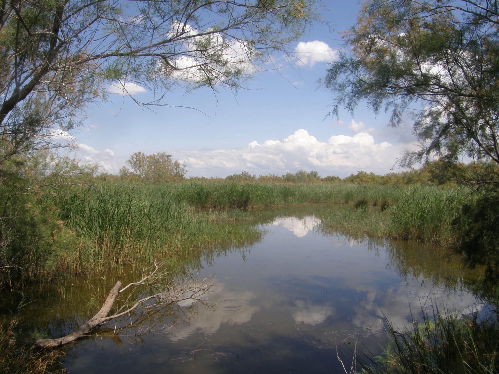 A calm, still pool of water reflecting the sky, surrounded by tall marsh grasses and overhanging trees at the Scamandre Regional Nature Reserve.