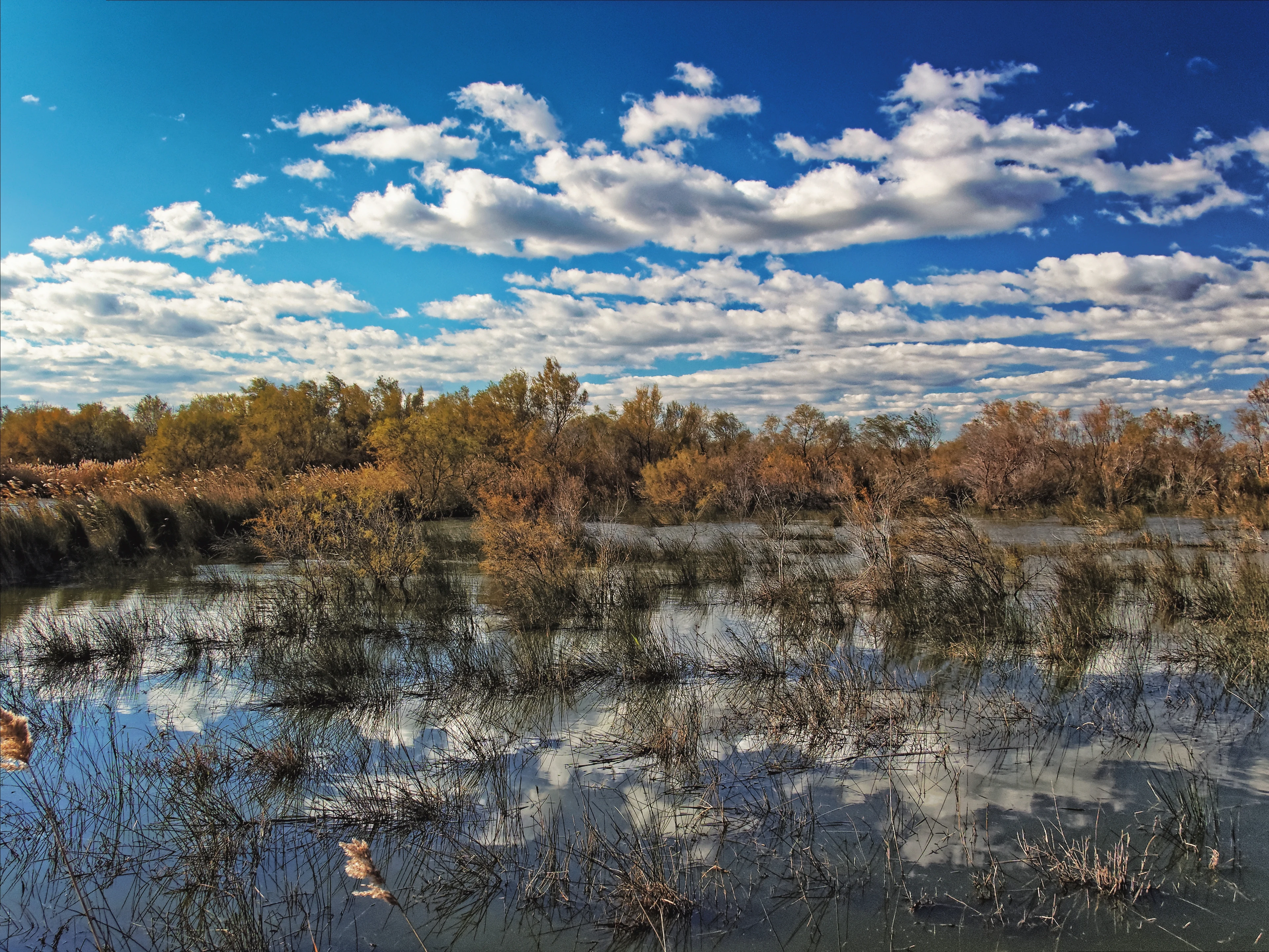 A wide view of a marshy pond reflecting a blue sky with scattered clouds, with golden-toned autumn trees and reeds in the midground.