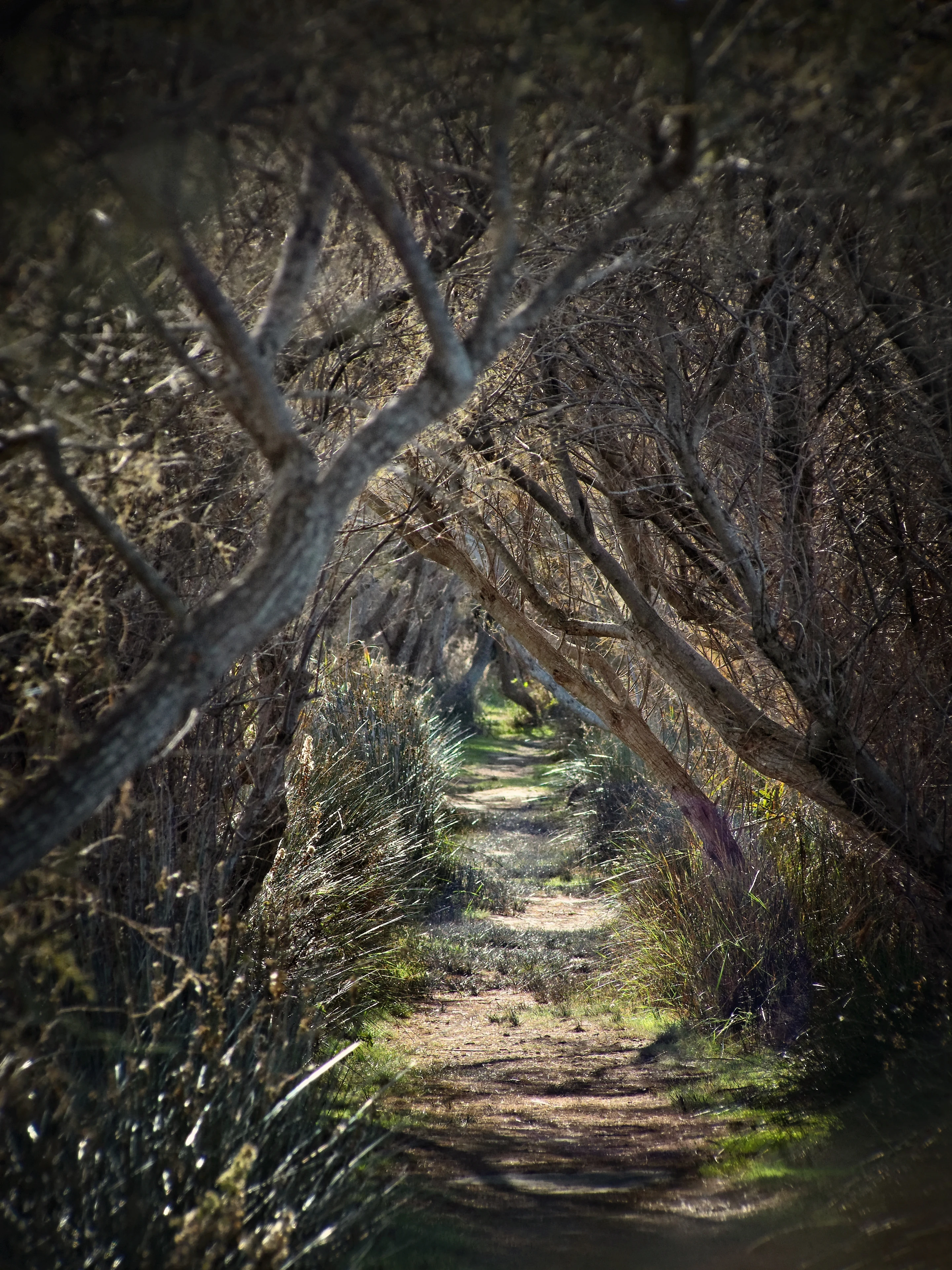 A narrow, dirt foot trail stretches into the distance, framed by low-hanging tree branches and thick reeds, creating a natural tunnel effect with dappled light.