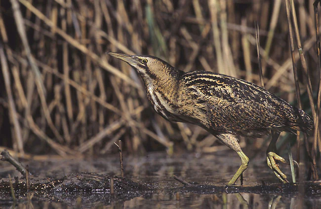 A brown, striped Eurasian bittern bird standing in shallow water, surrounded by dense reeds in a wetland environment.