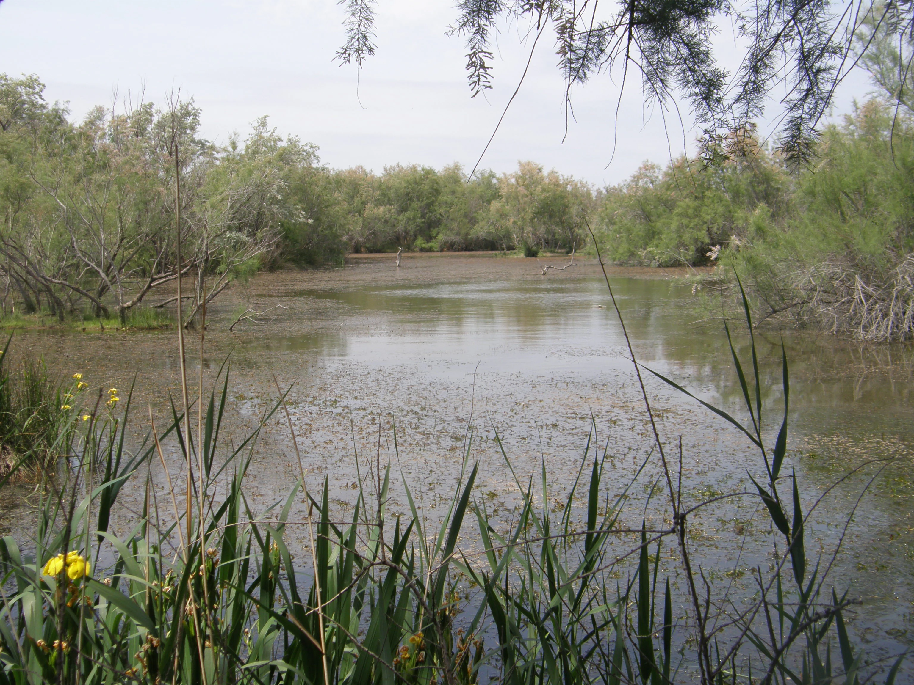 A calm, shallow pond in a wetland, surrounded by shrubs and reeds under an overcast sky.