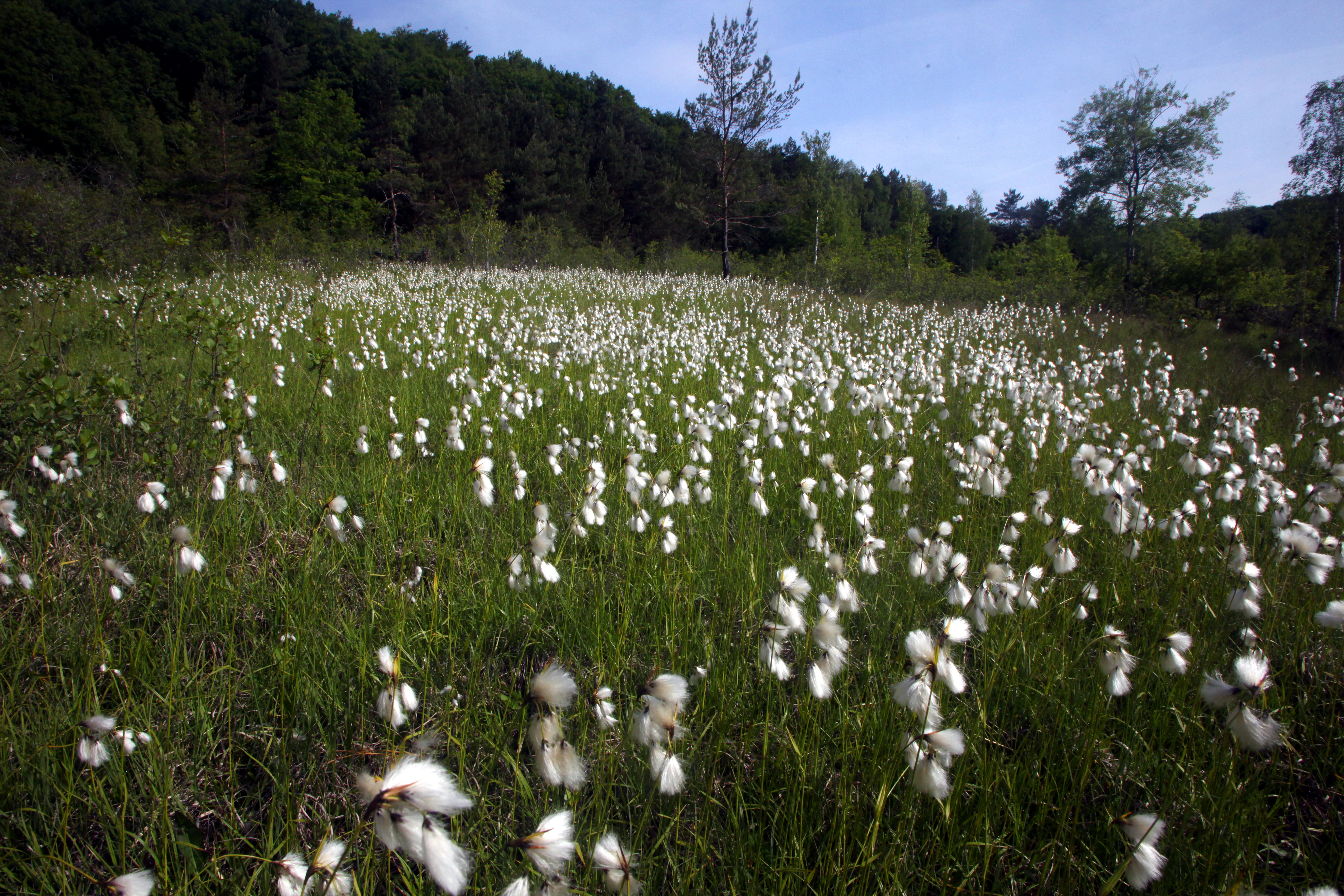 A green grassy meadow filled with white fluffy heads of blooming cottongrass under a bright sky with a dense forest in the background.