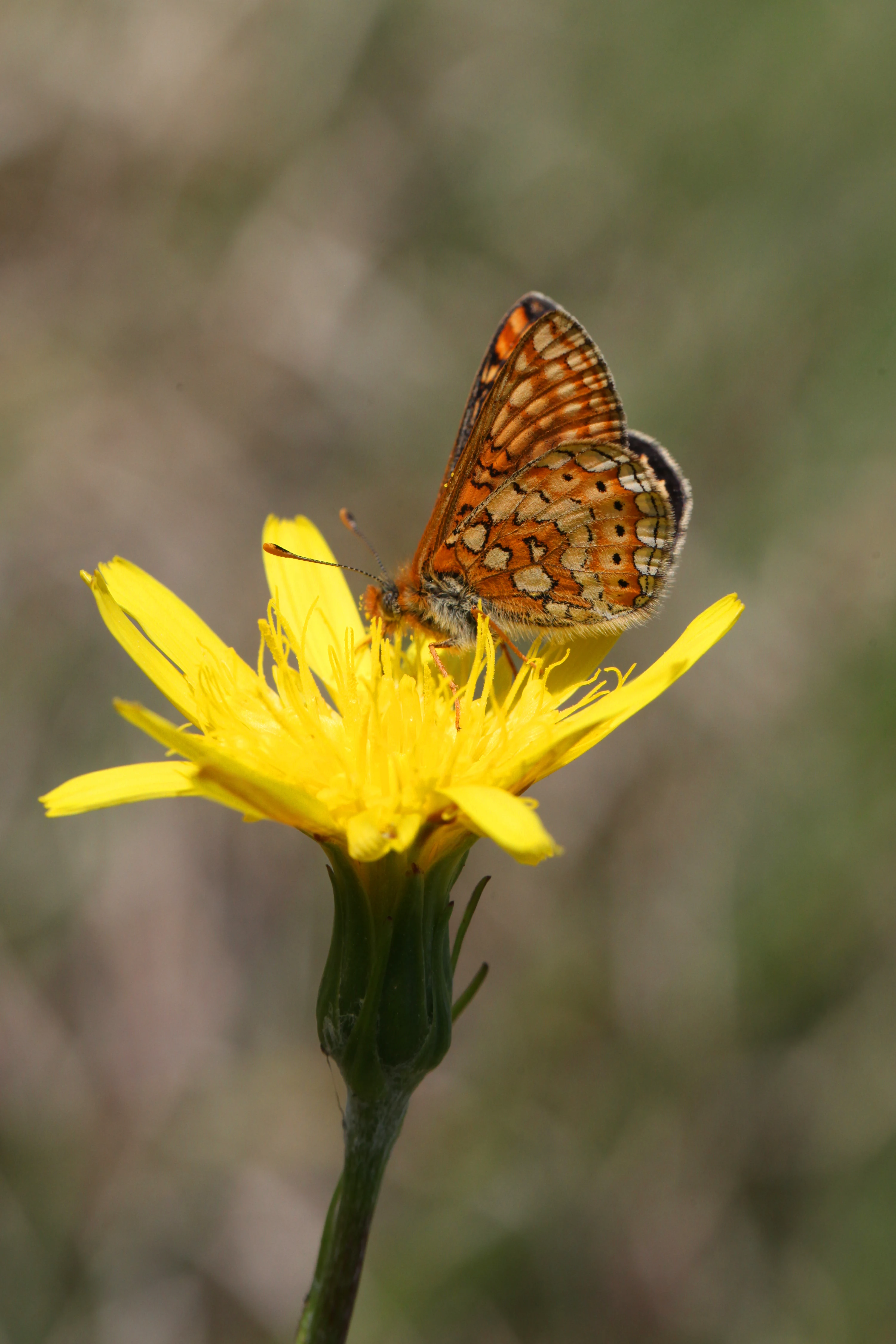 A close up view of an orange and brown checkered Marsh Fritillary butterfly resting on a bright yellow flower against a soft green blurred background.