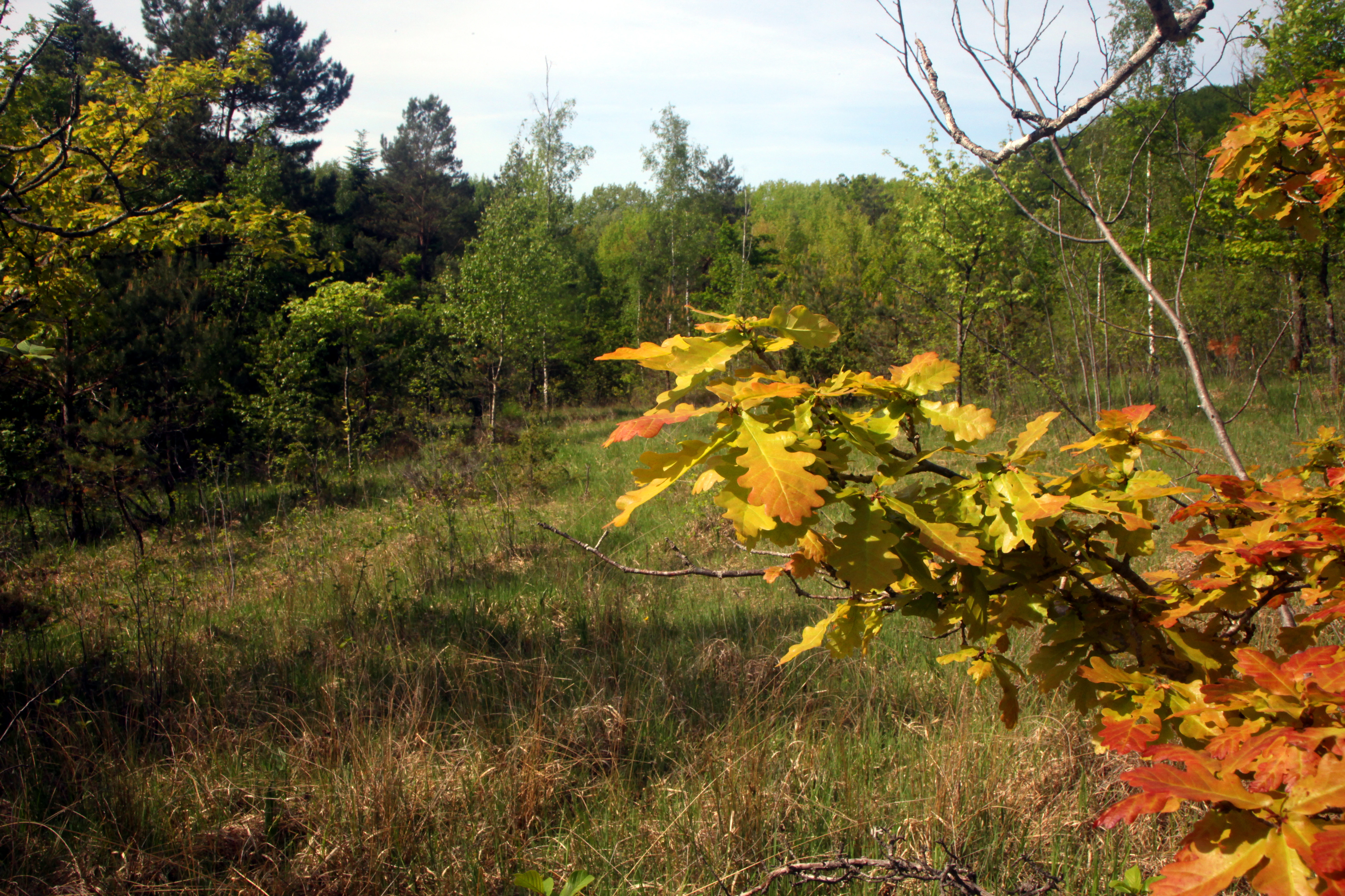 A close-up view of vibrant yellow and orange oak leaves on a branch in the foreground, with a grassy meadow and dense forest trees in the background.