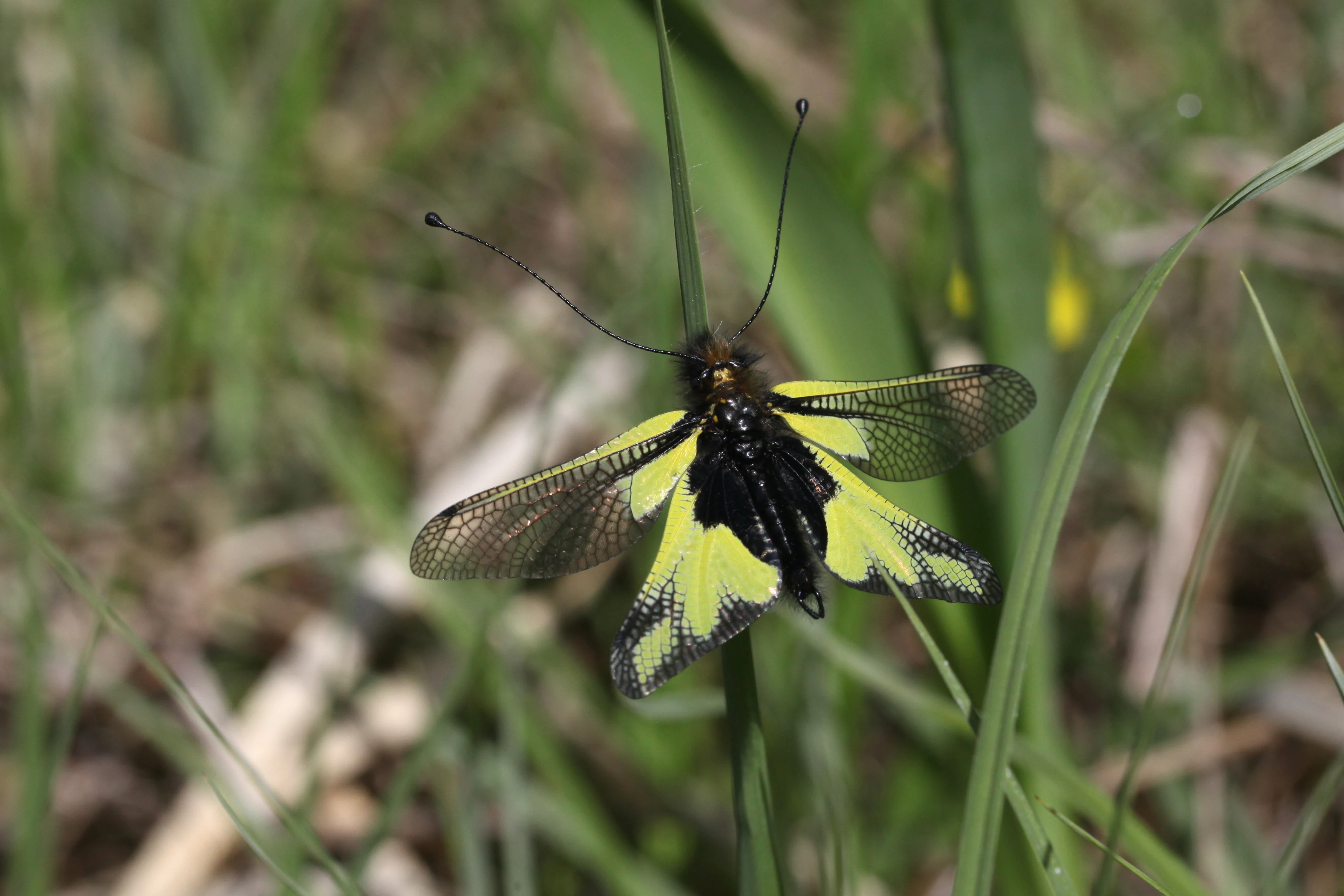 A close up view of an Ascalaphus libelloides owlfly with yellow and black patterned wings, perched on a thin green blade of grass.