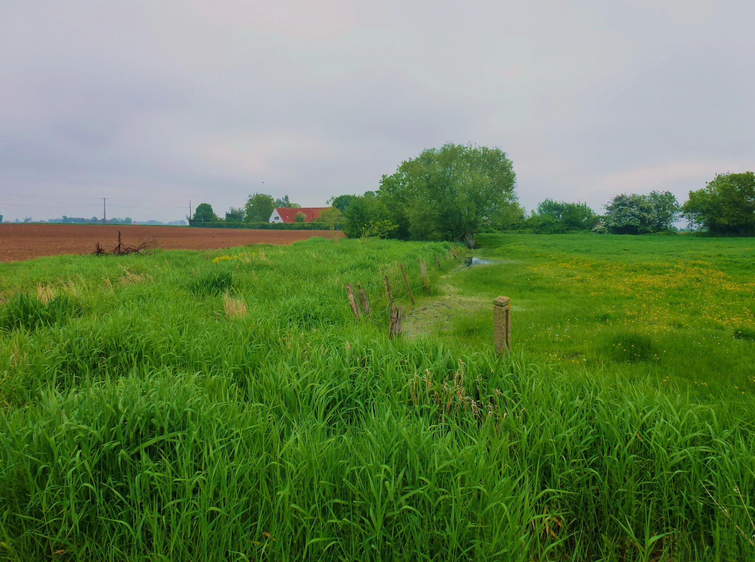 A landscape view showing a grassy field with a fence line, leading toward trees and a building in the distance under an overcast sky.
