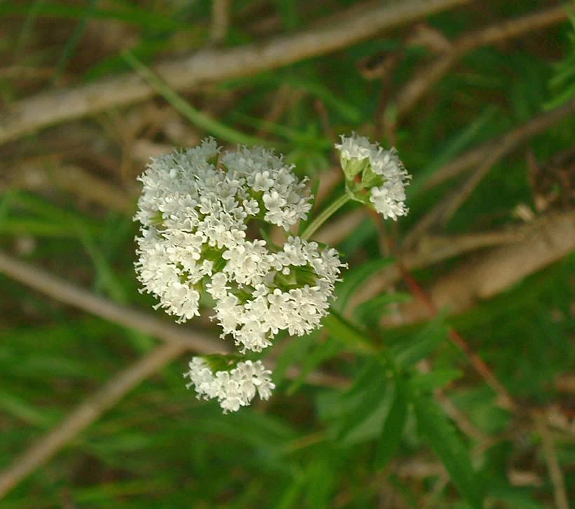 A close-up shot of a cluster of small white flowers on a thin green stem, surrounded by blurred green vegetation.